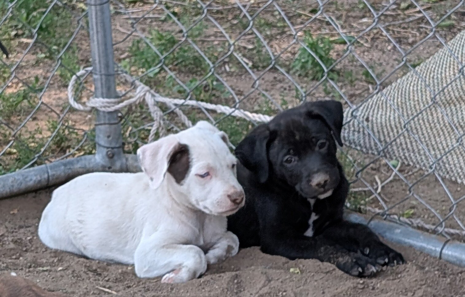 Puppies image 3
