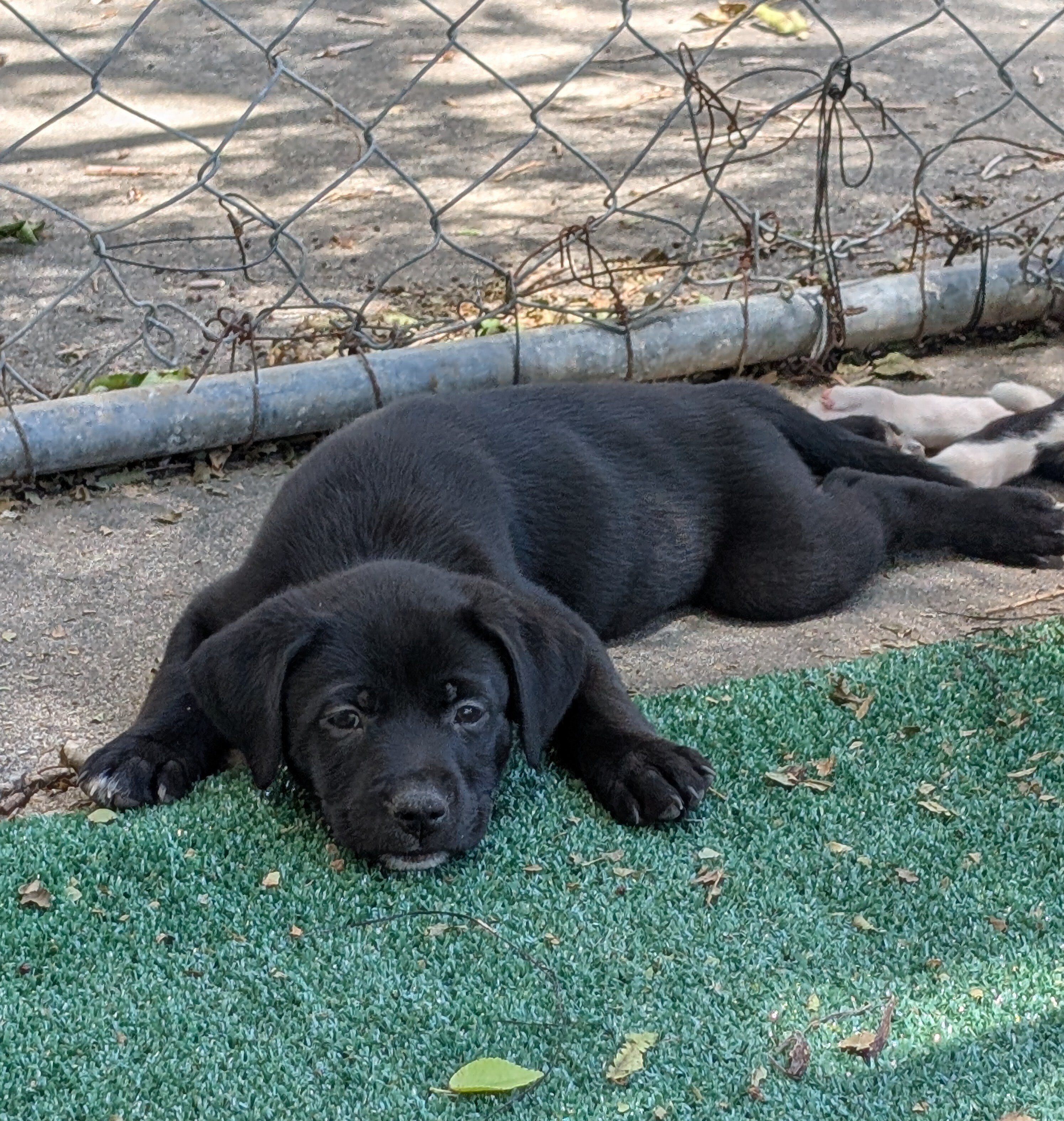 Puppies image 1
