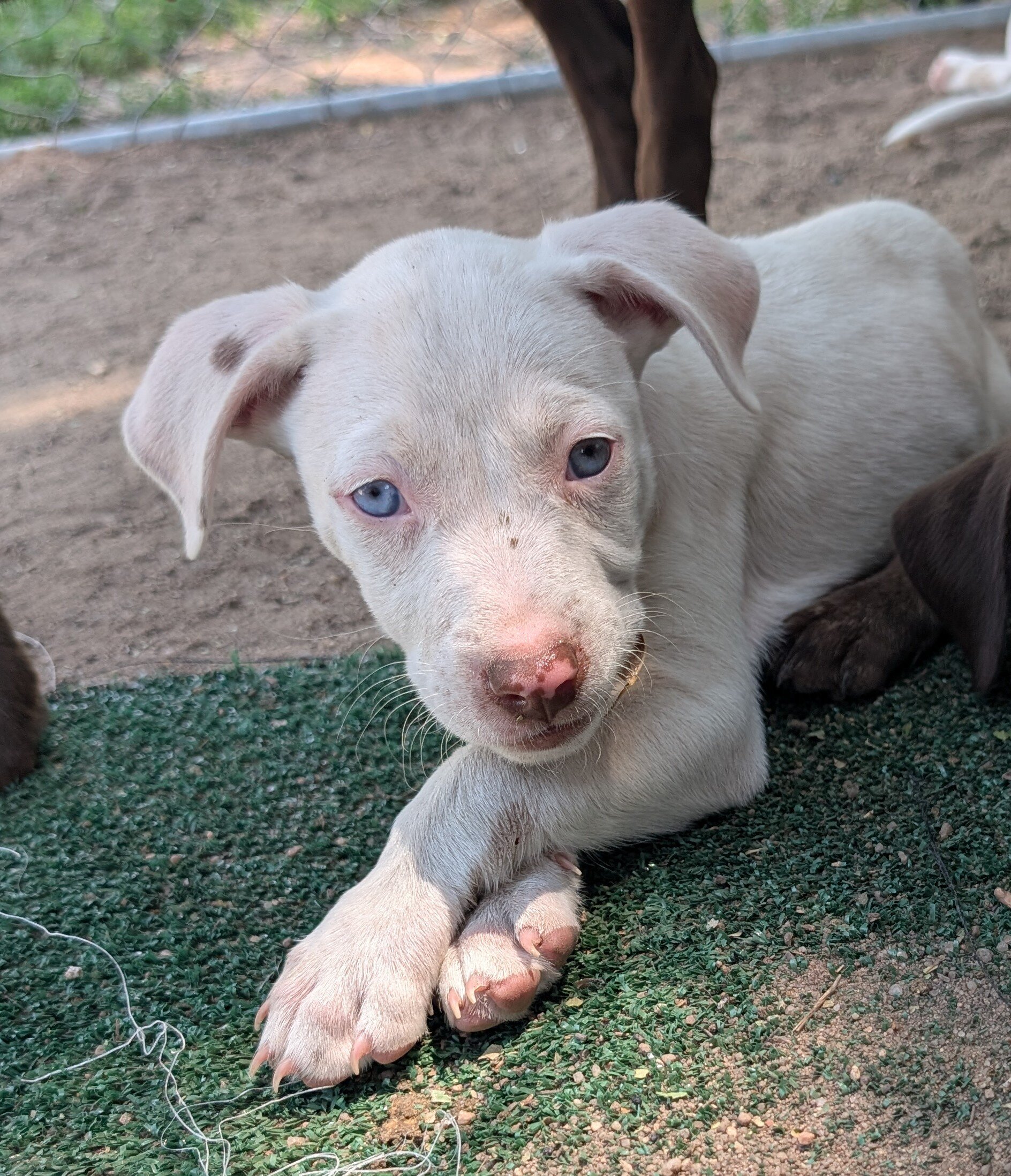 Puppies image 2