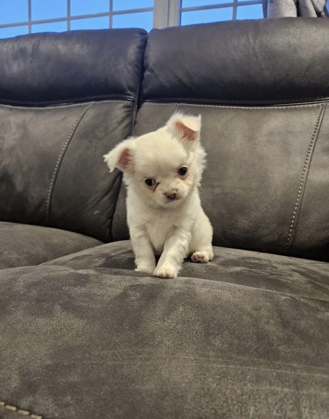 Cute Chihuahua Puppies ready for new home!! image 2