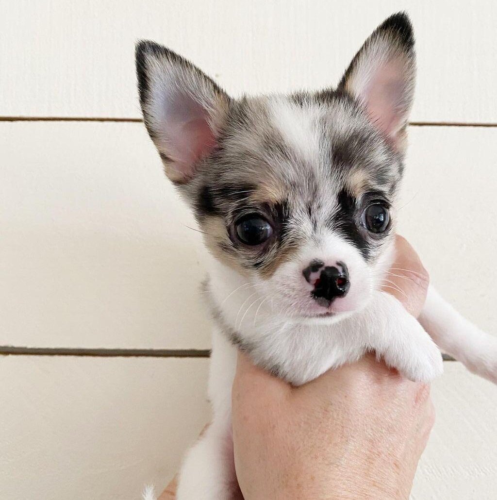 Cute Chihuahua Puppies ready for new home!! image 1