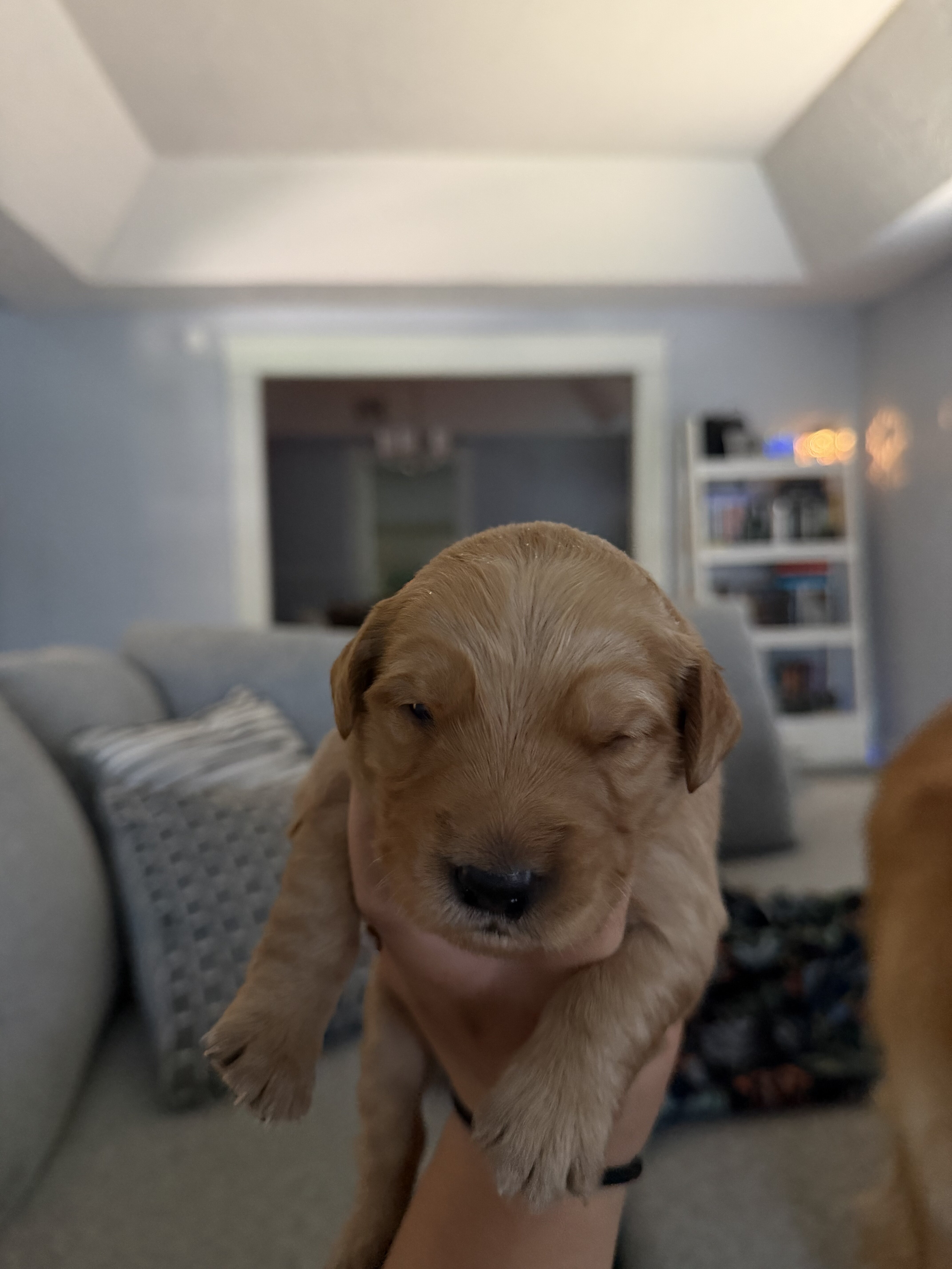 Golden Retriever Puppies image 1