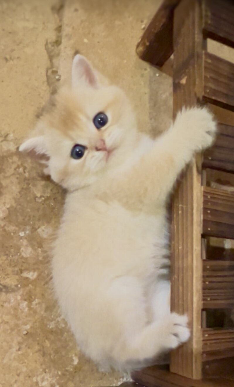 gold girl flkitten1. image 6