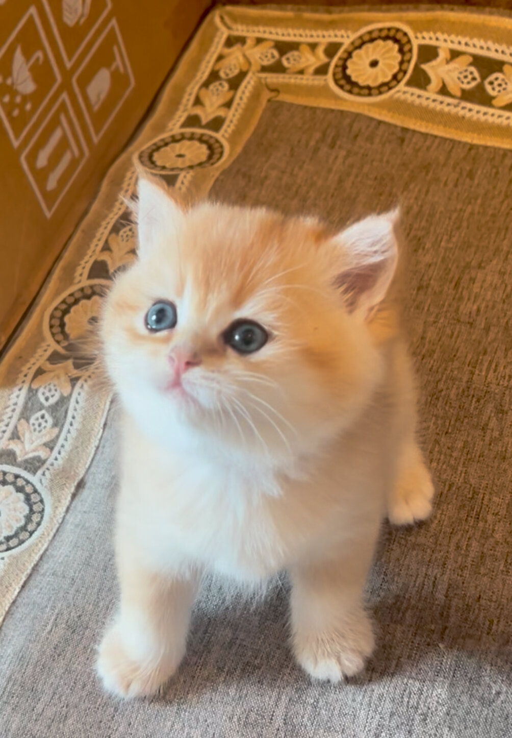 gold girl flkitten1. image 1