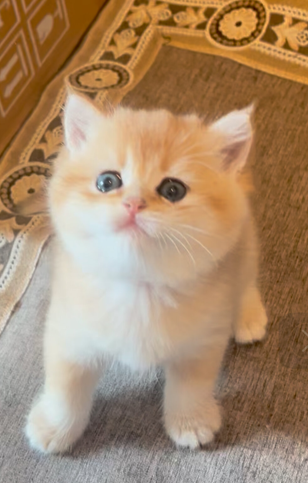 gold girl flkitten1. image 2