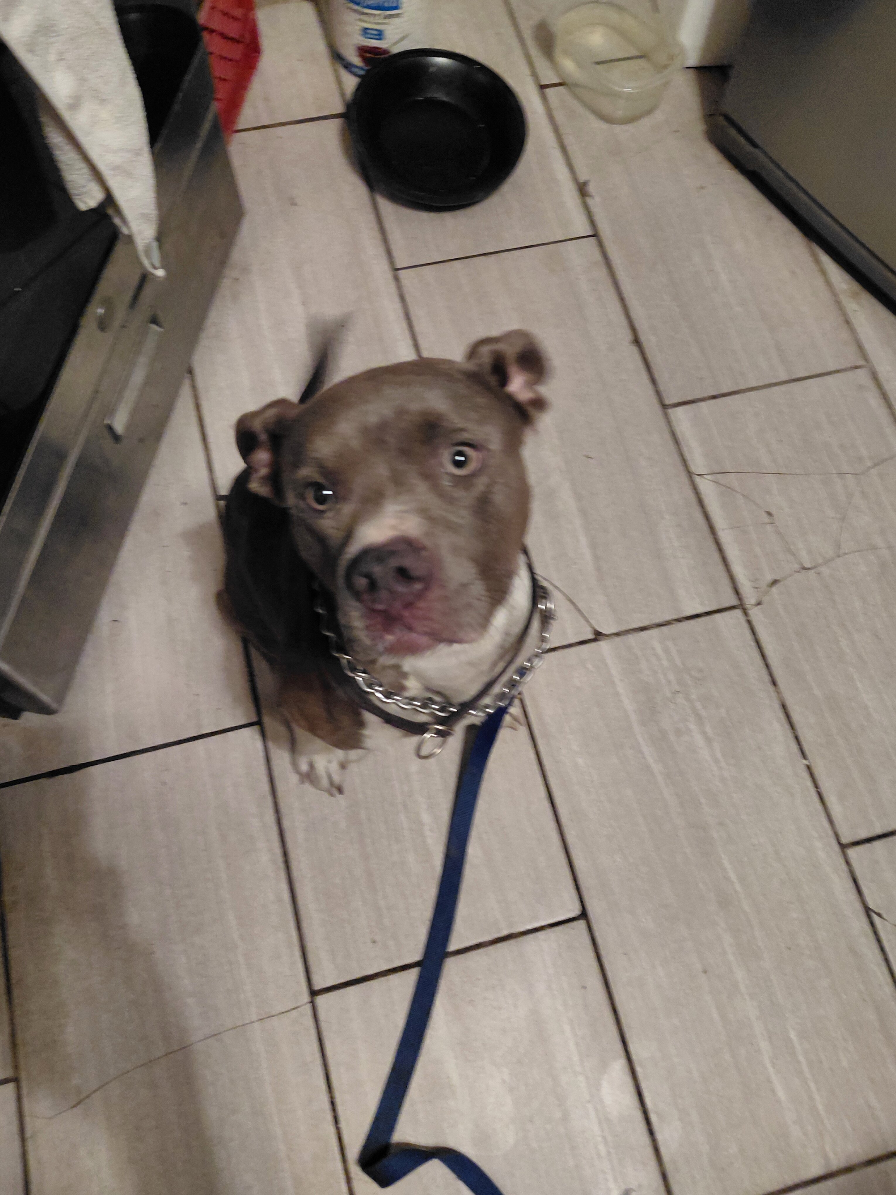 1 year old blue nose pit bull image 1