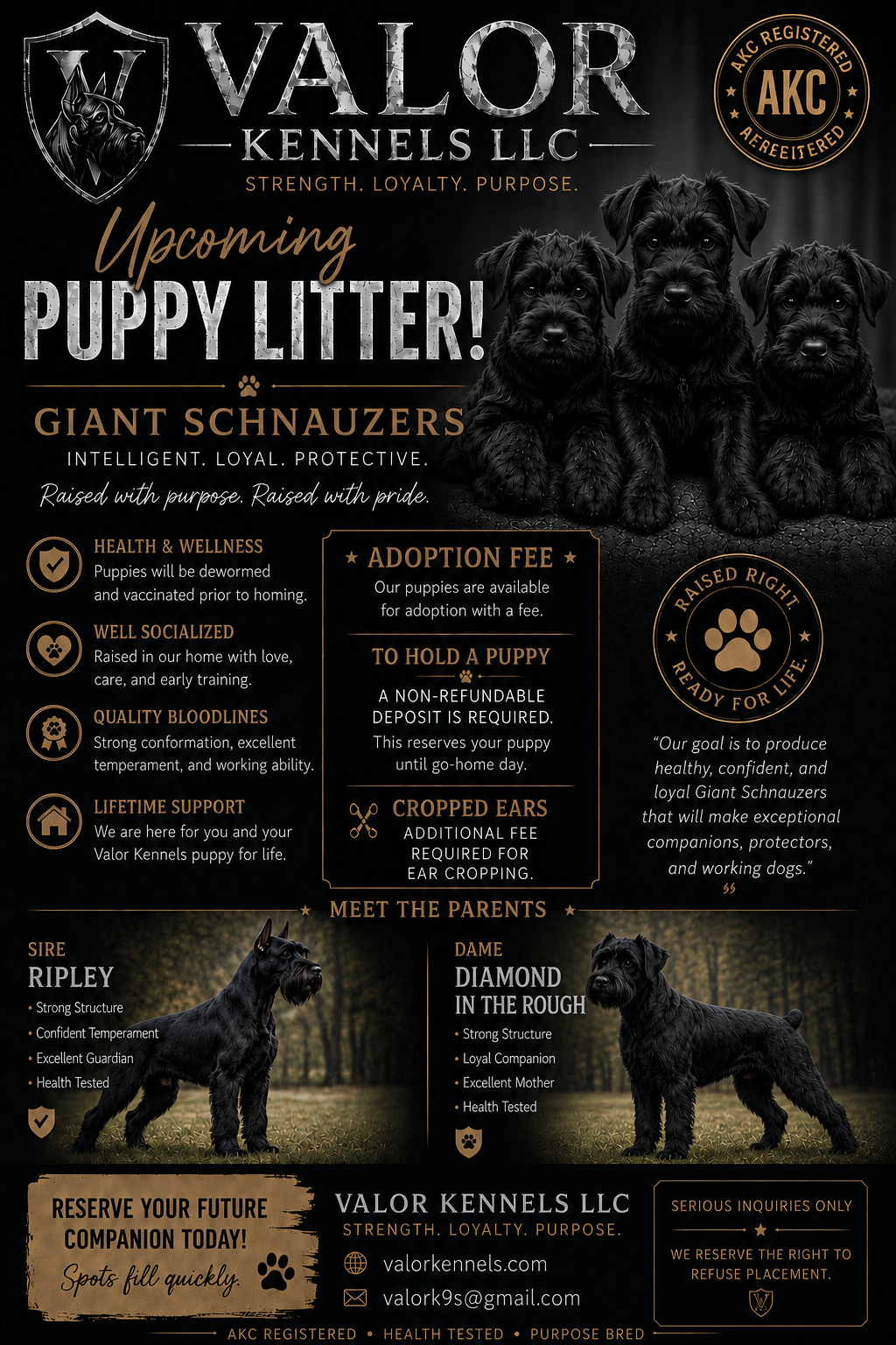 Giant Schnauzer Puppies image 1