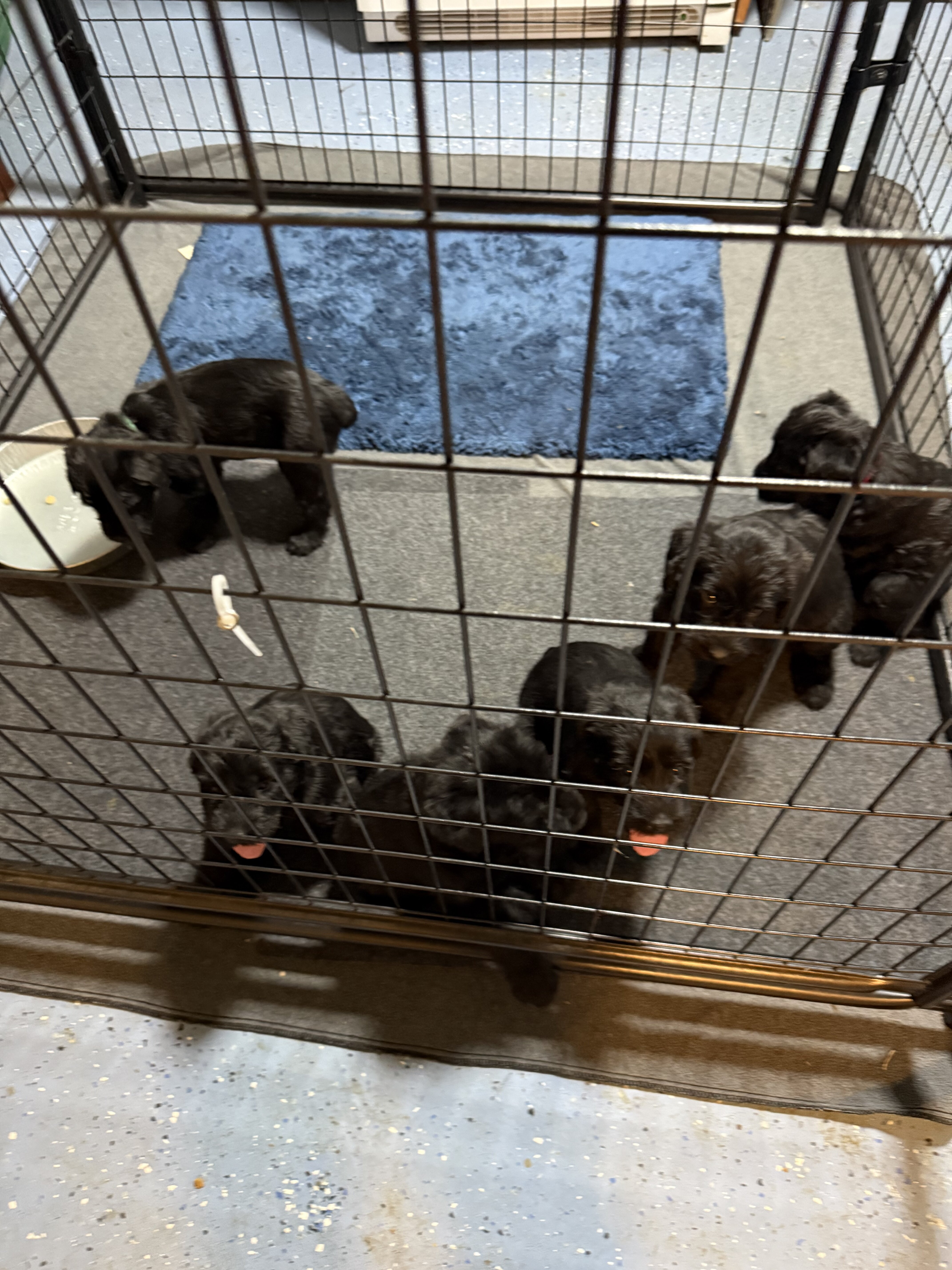 Giant Schnauzer Puppies image 4