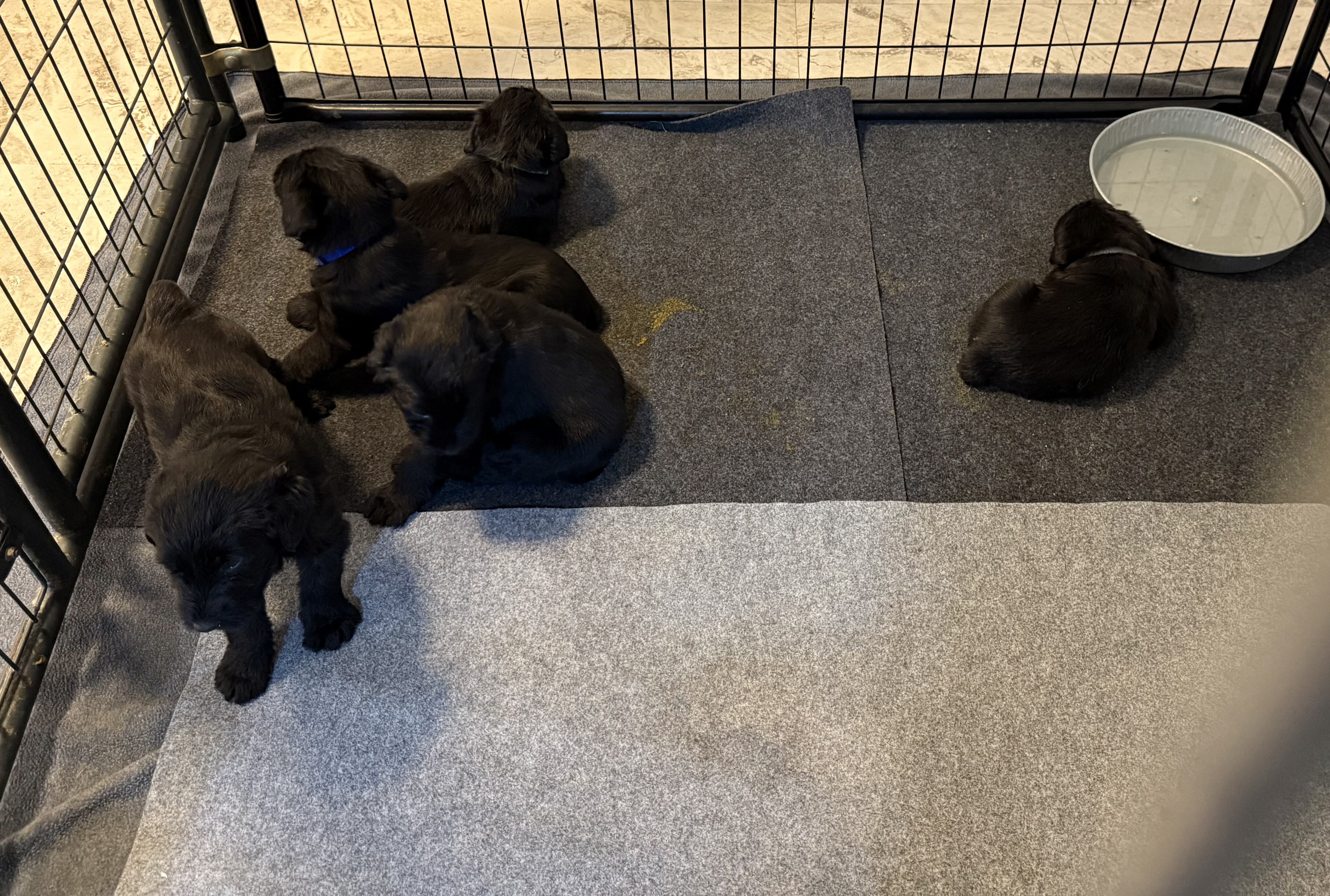Giant Schnauzer Puppies image 2