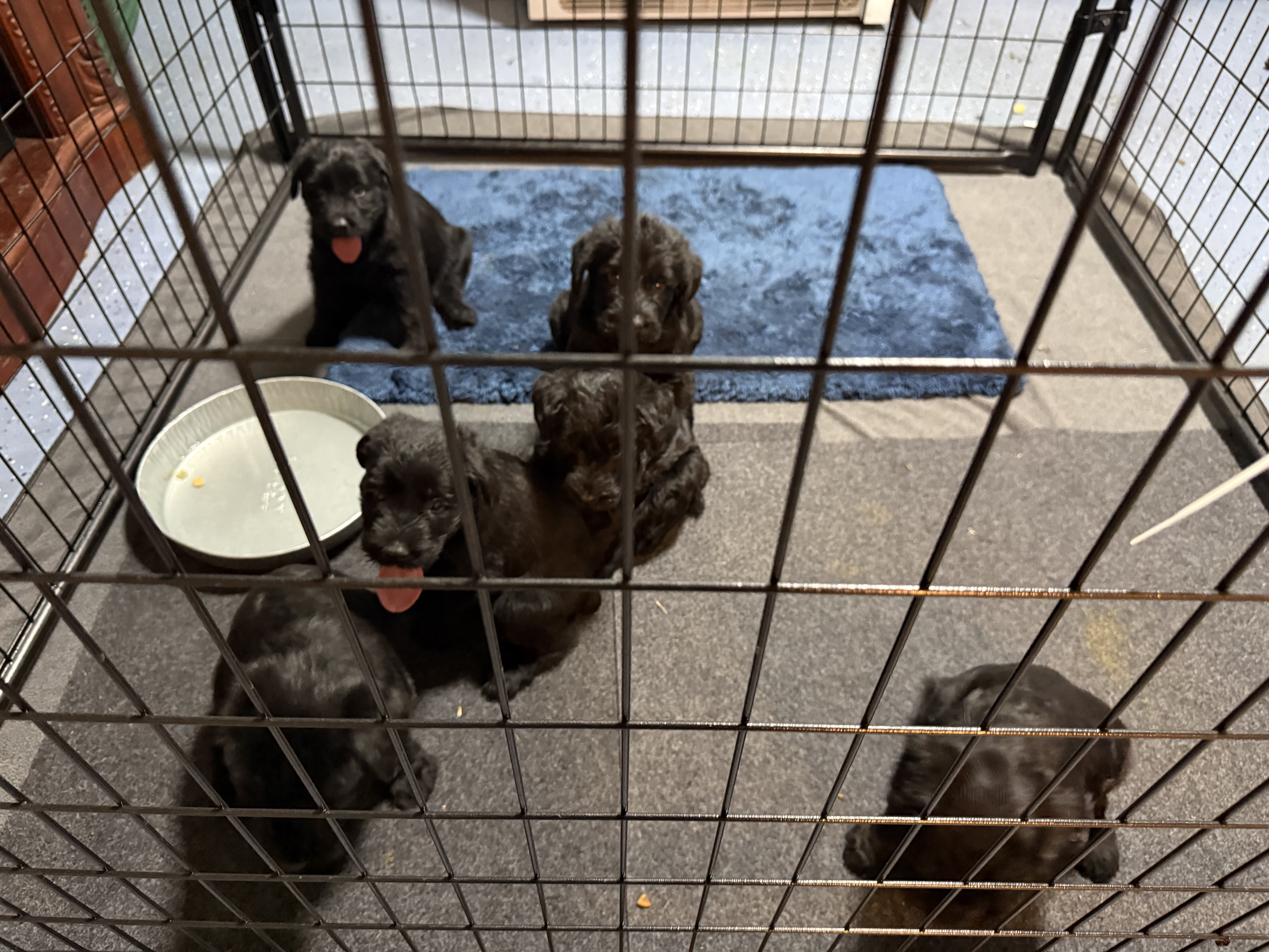Giant Schnauzer Puppies image 3