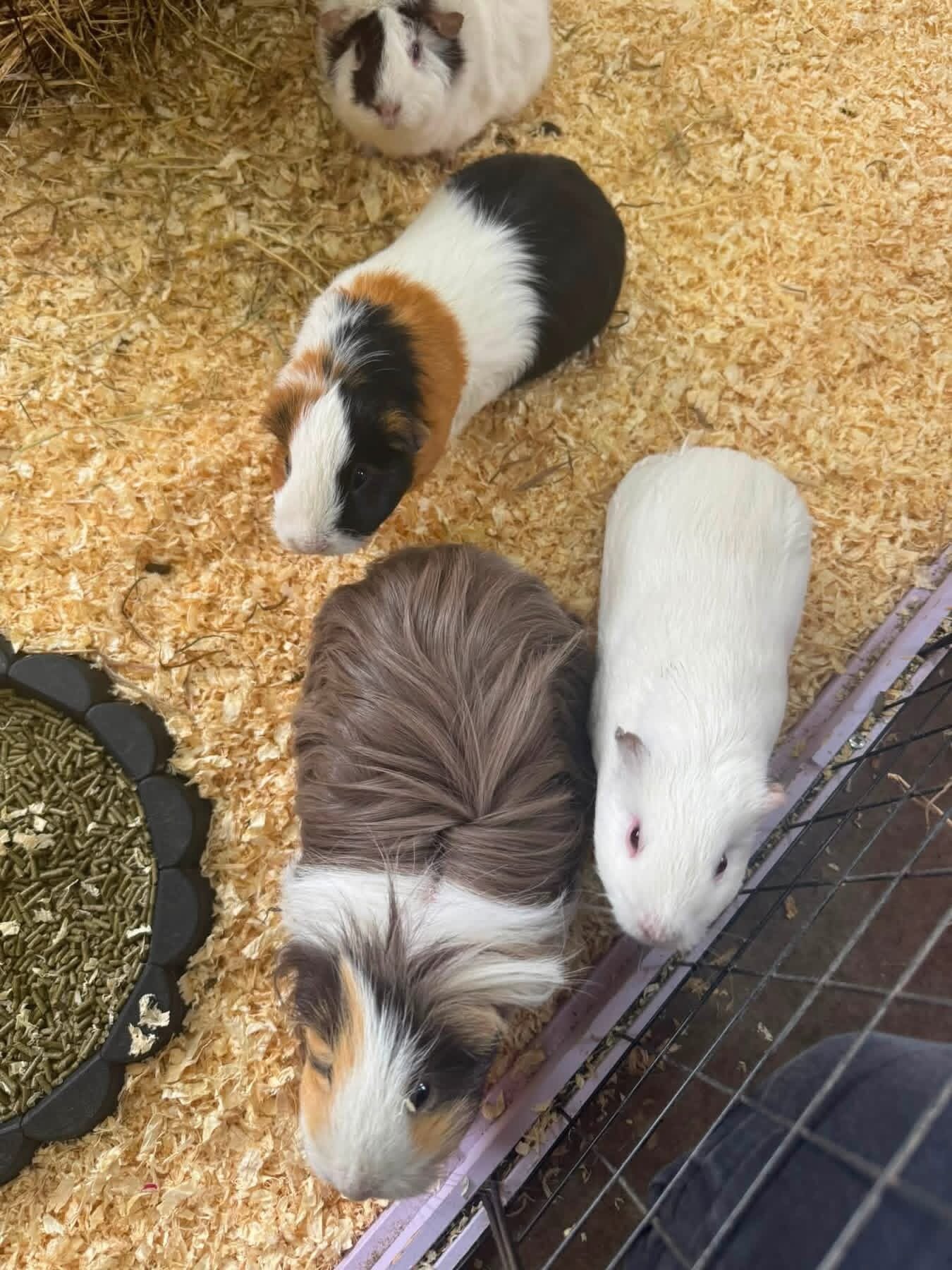 Guinea Pigs image 3