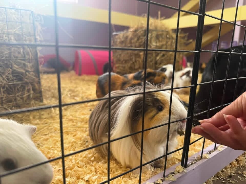 Guinea Pigs image 2