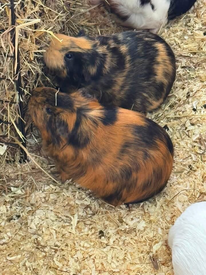 Guinea Pigs image 1