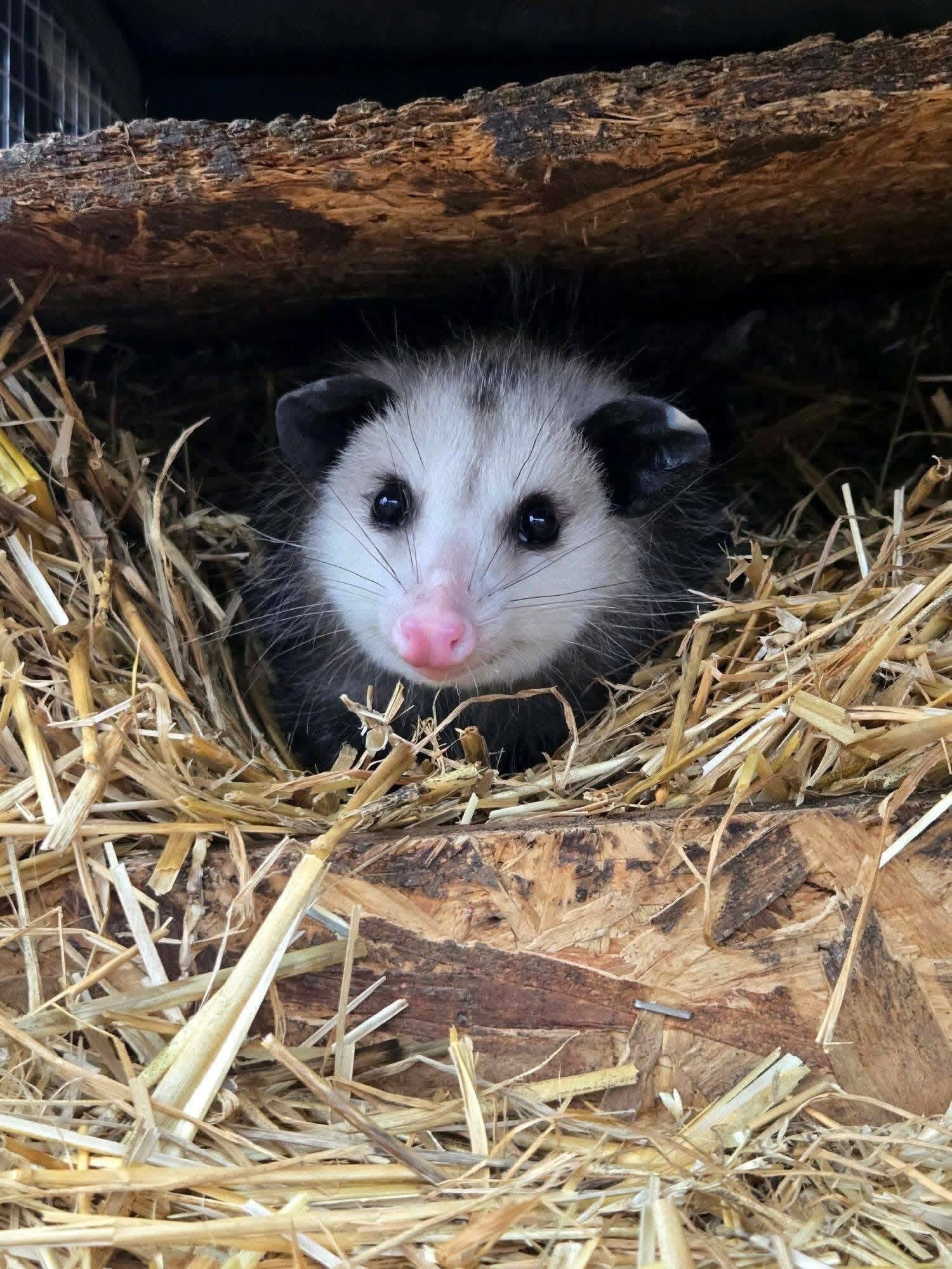 opossum image 6