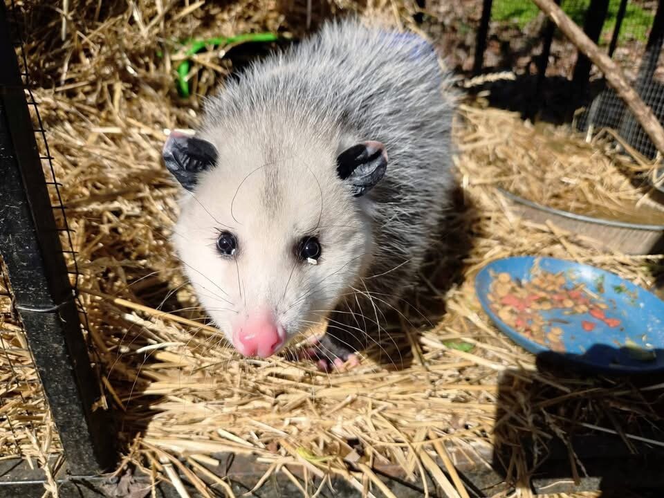 opossum image 5