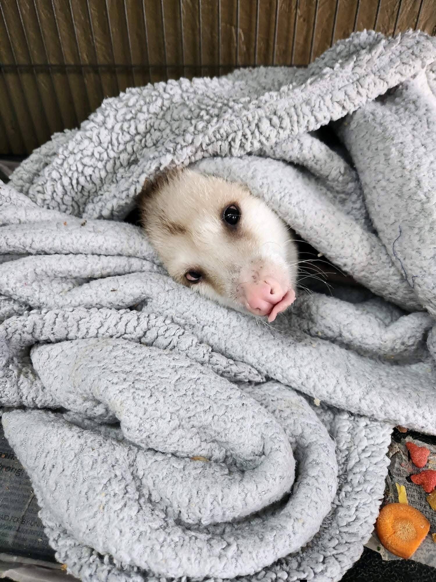 opossum image 4