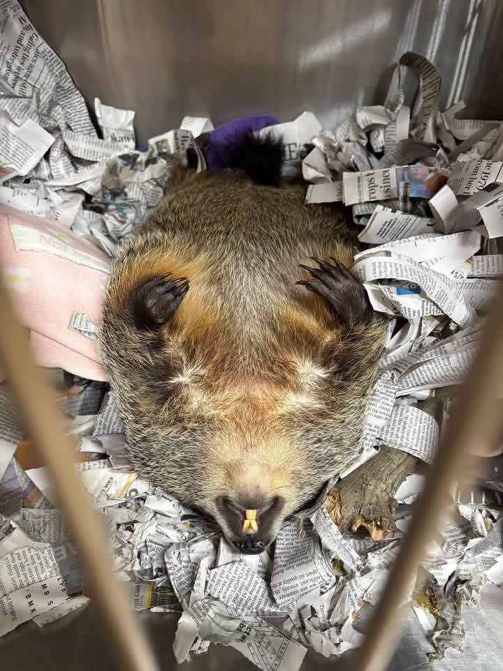 opossum image 7