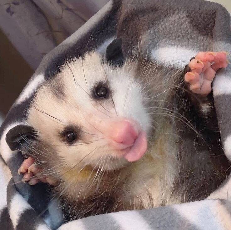 opossum image 3