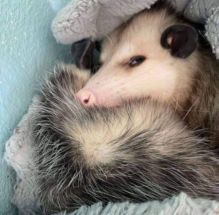 opossum image 2
