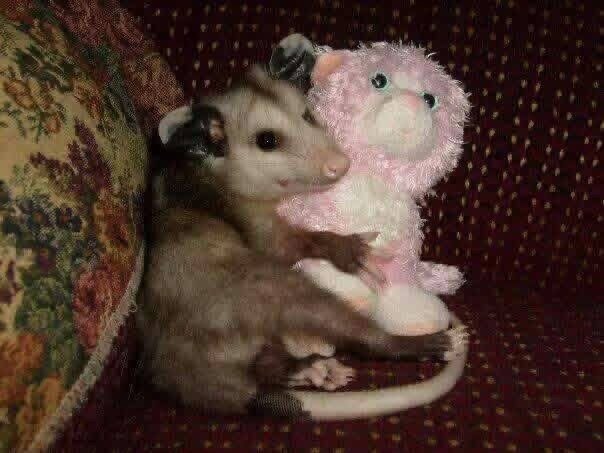 opossum image 1