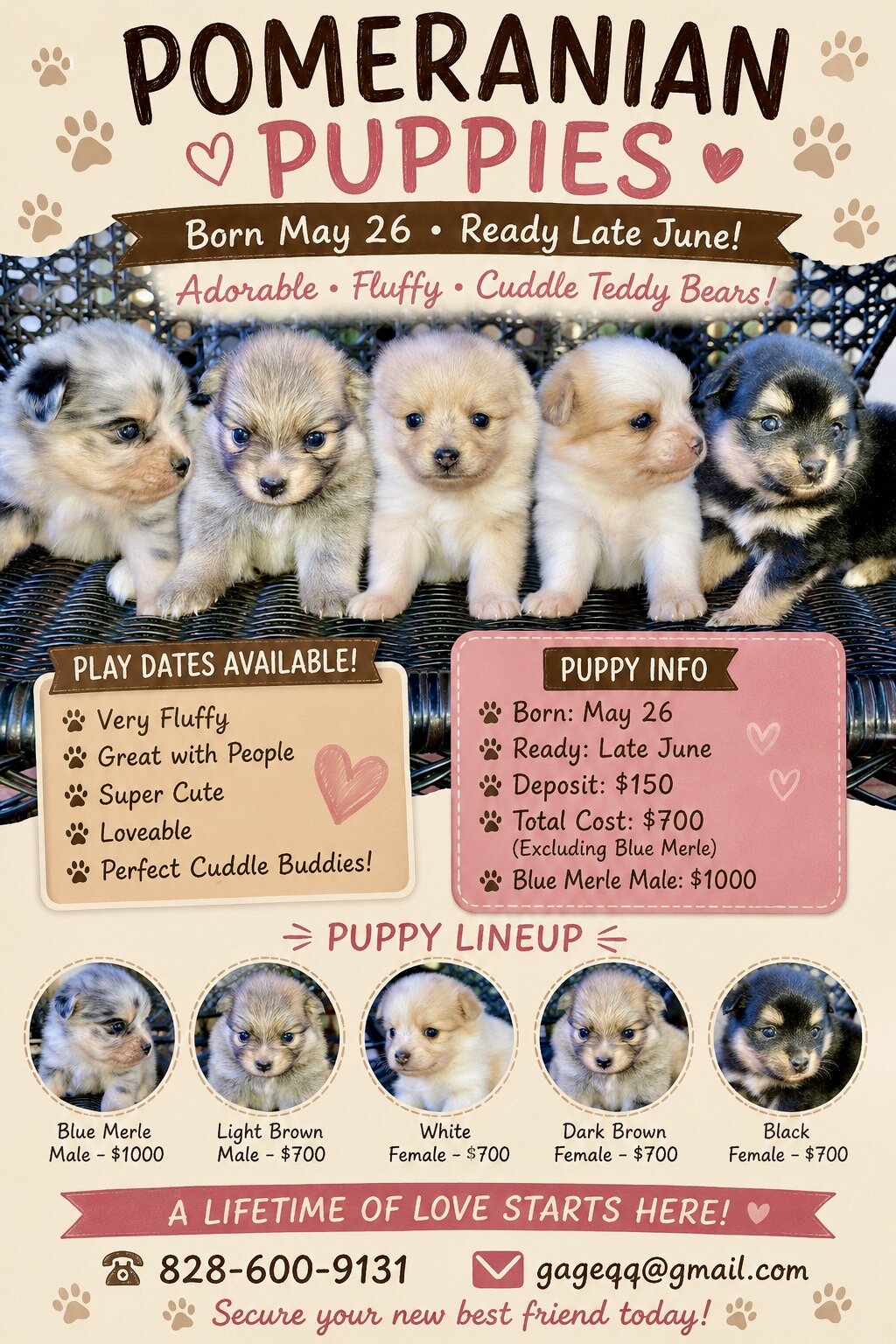 Pomeranians Puppies image 2