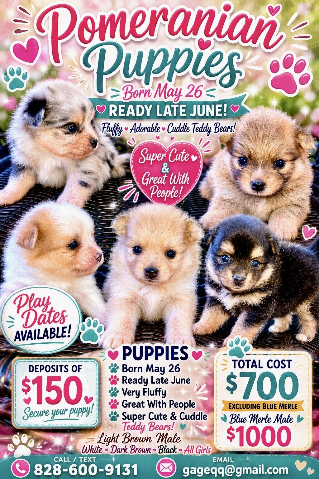 Pomeranians Puppies image 1