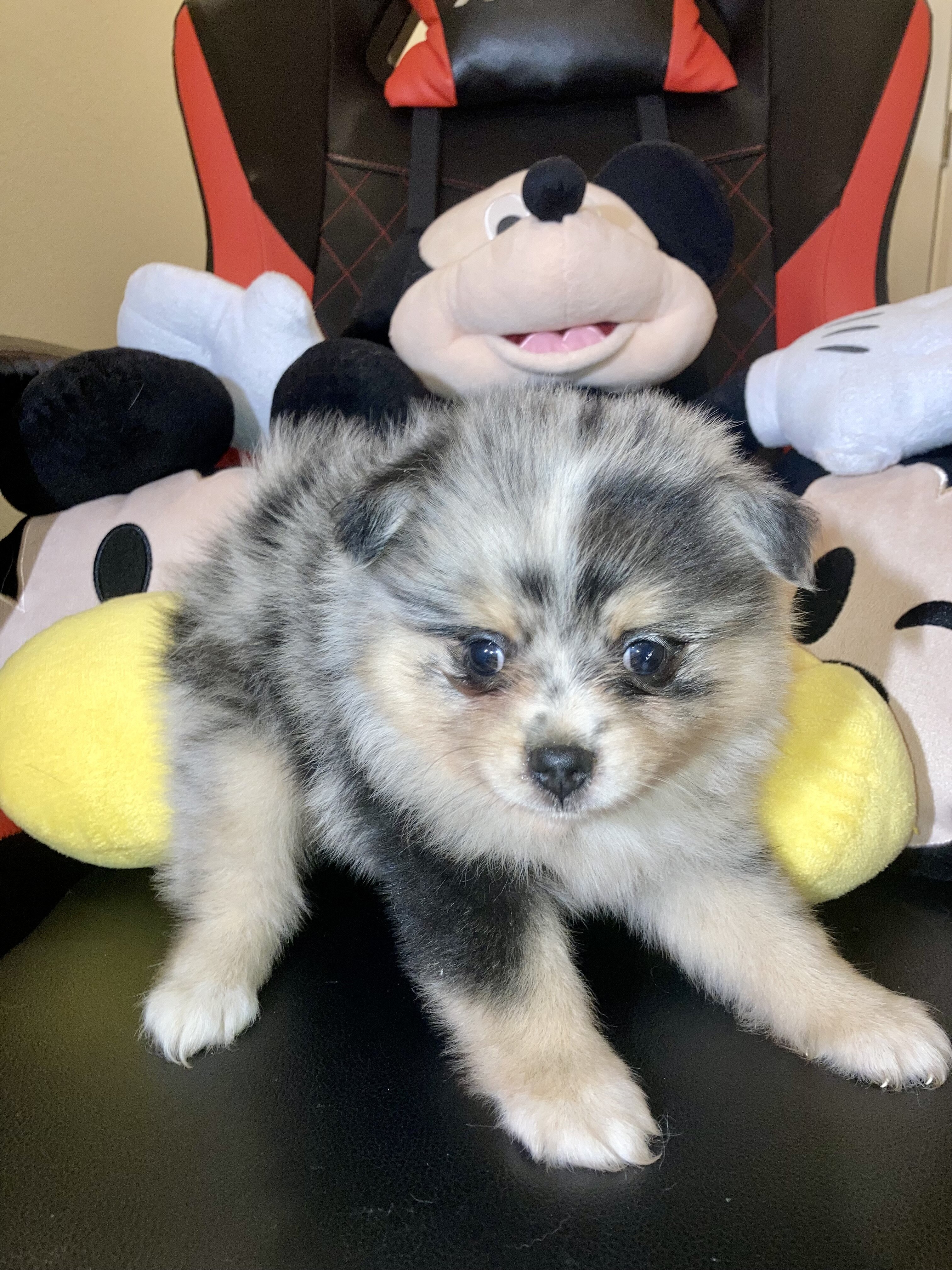 Pomeranians Puppies image 3