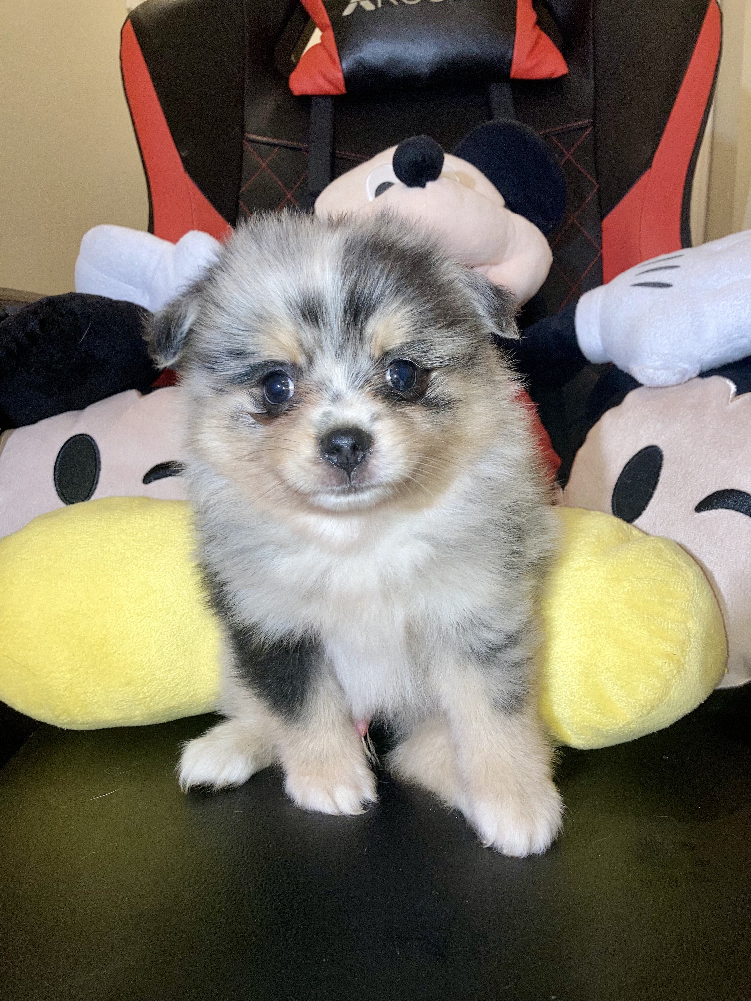 Pomeranians Puppies image 4