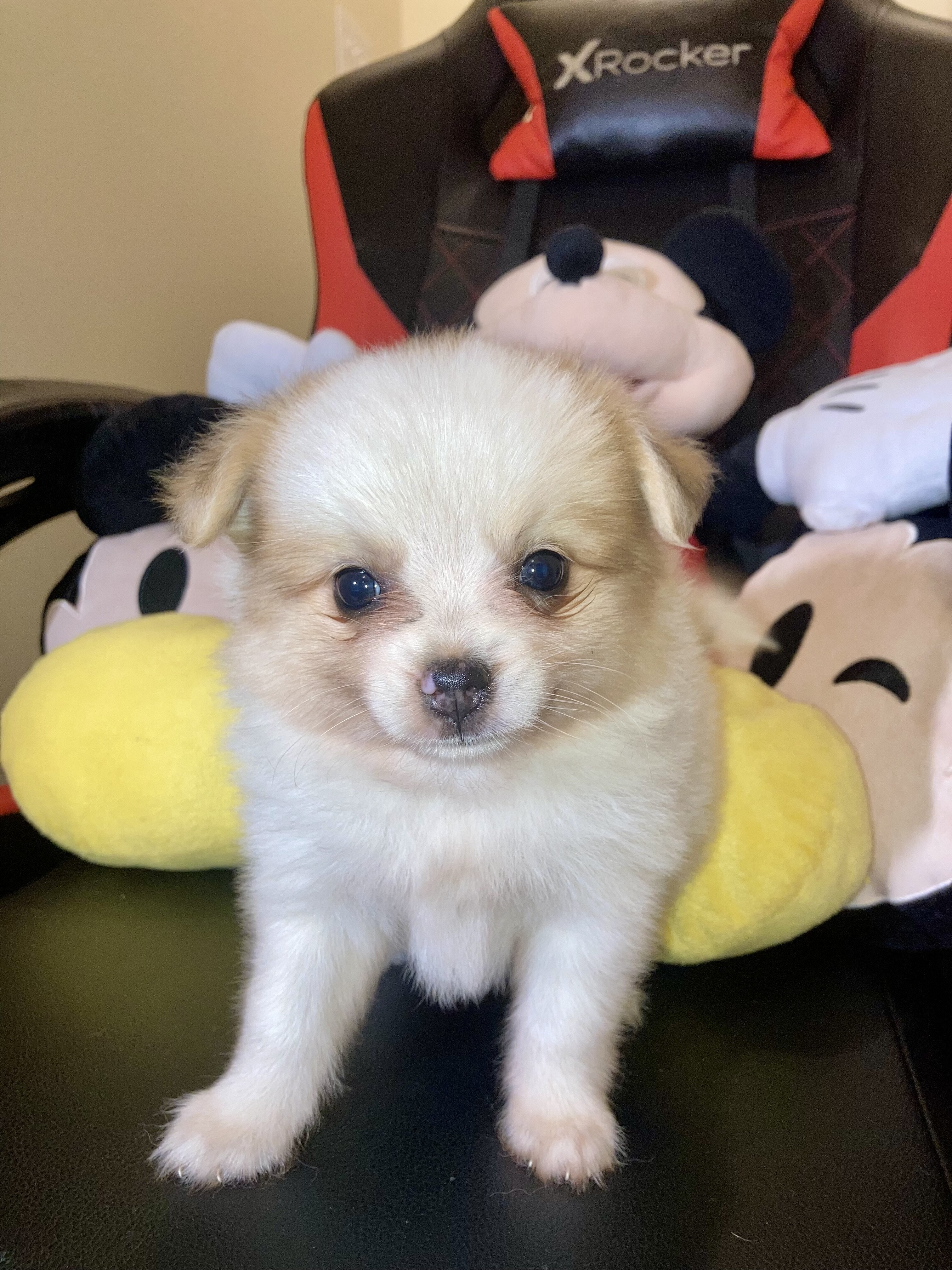 Pomeranians Puppies image 8