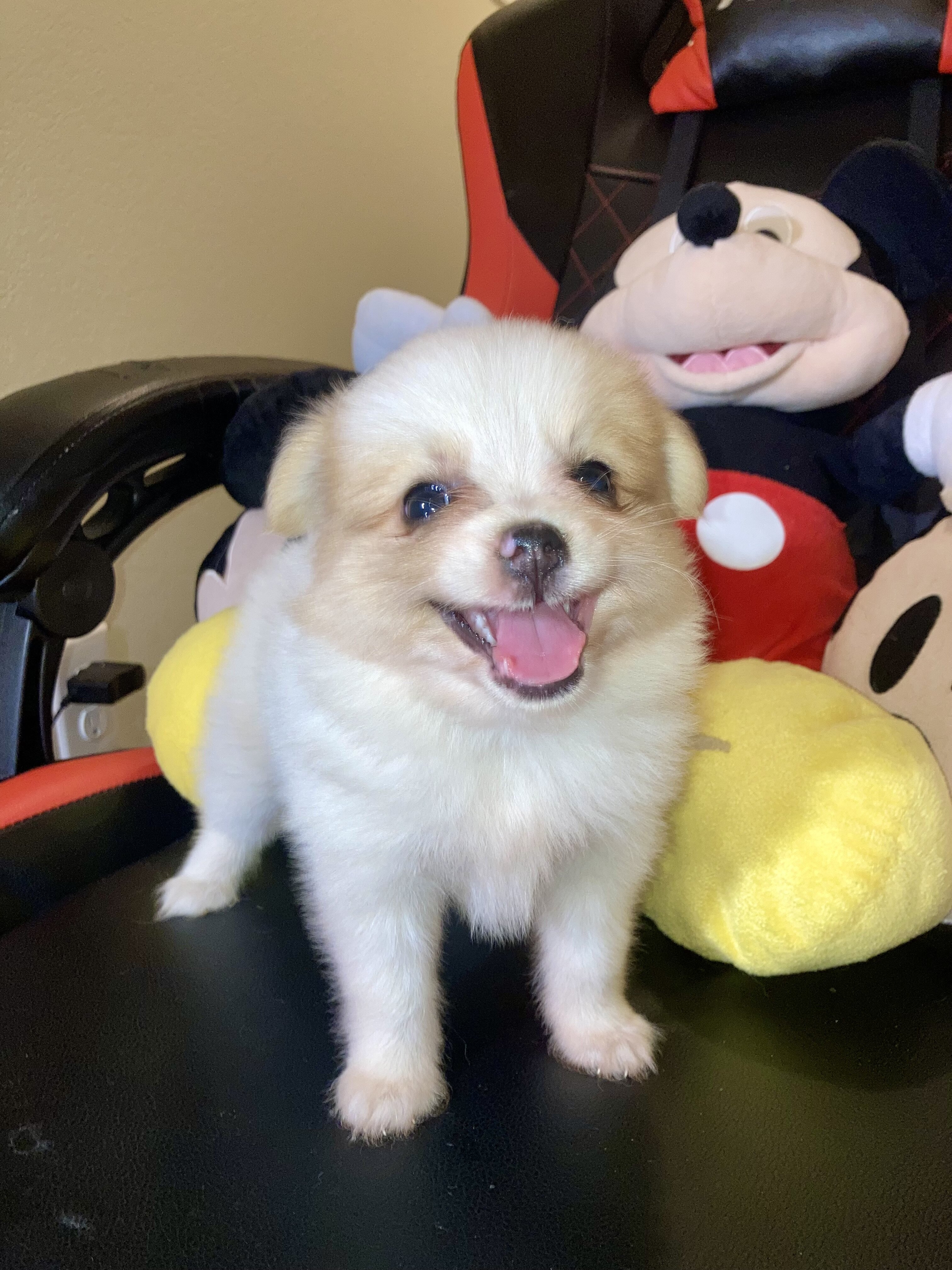 Pomeranians Puppies image 7