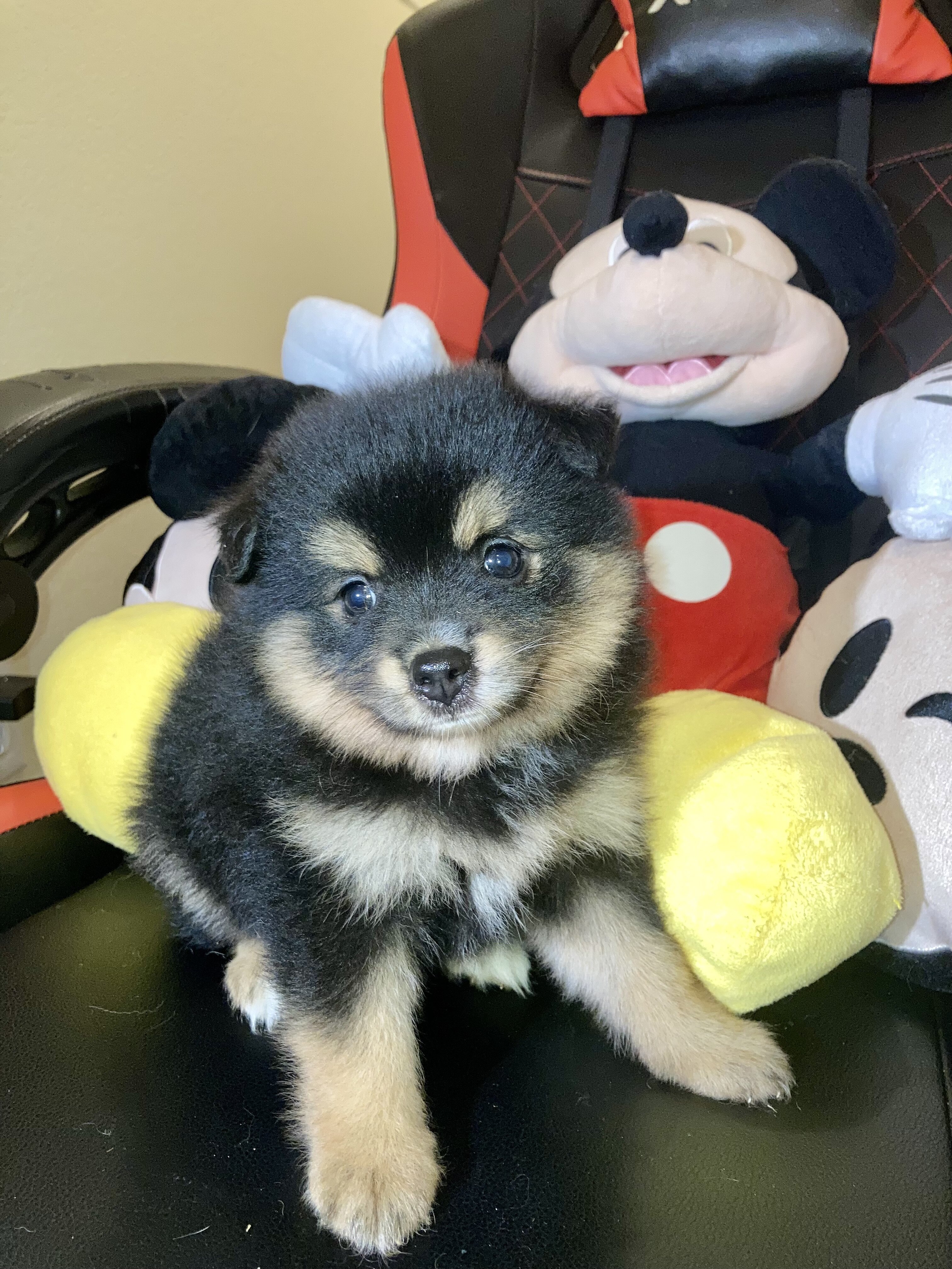 Pomeranians Puppies image 5