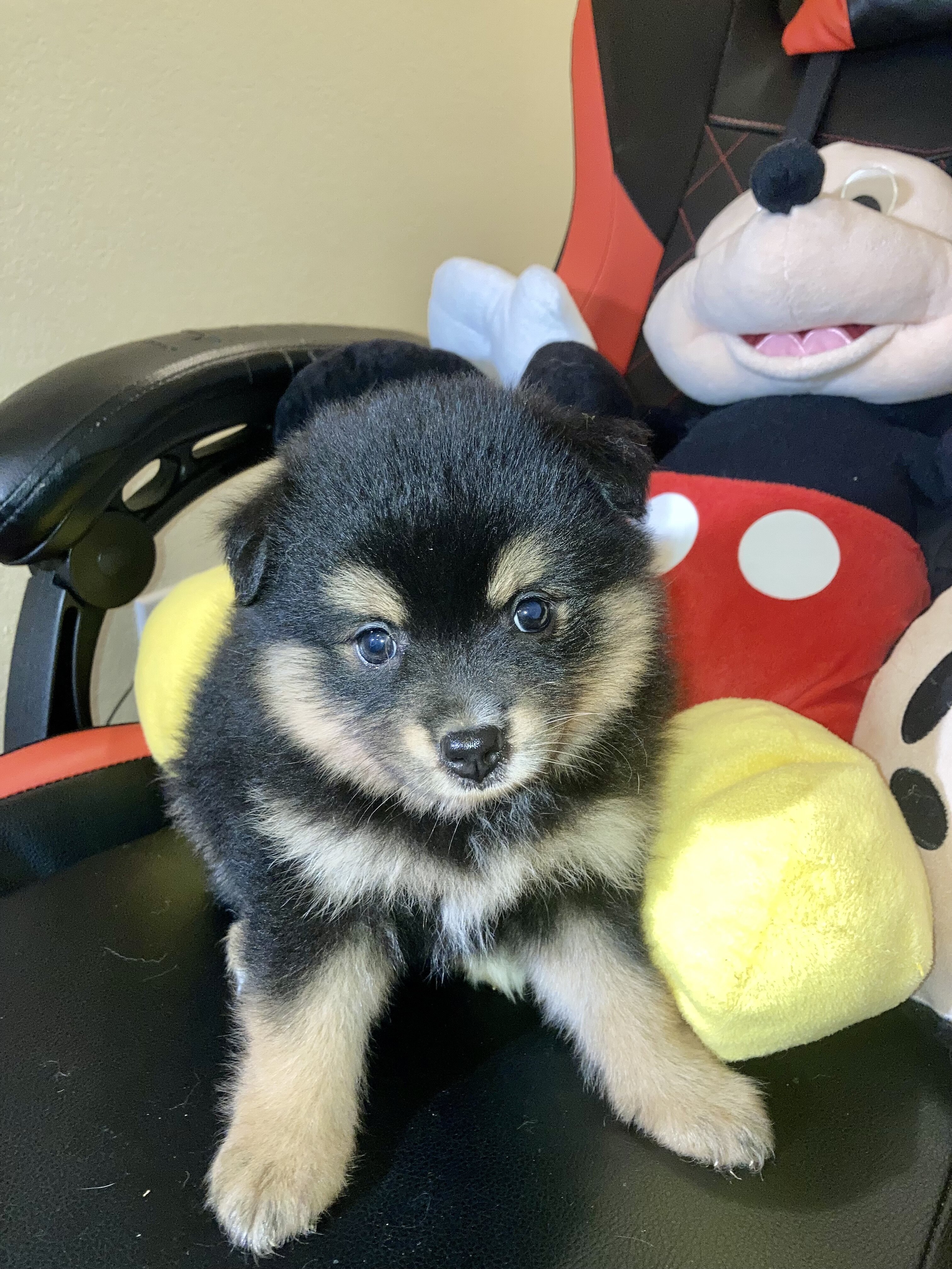 Pomeranians Puppies image 6