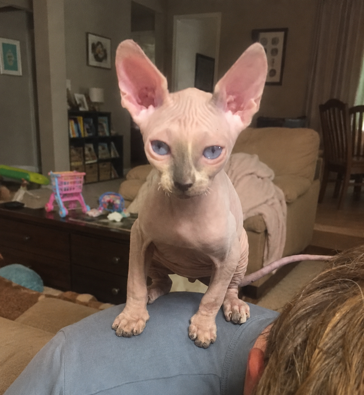 Male Blue Point & White Sphynx image 1