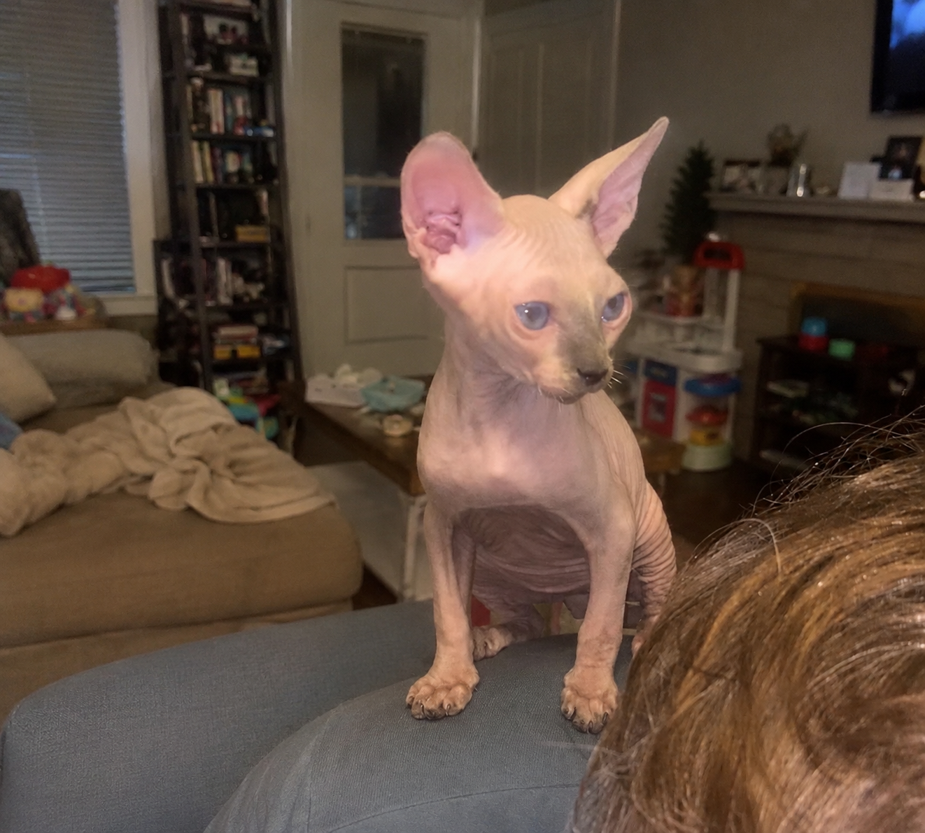 Male Blue Point & White Sphynx image 2