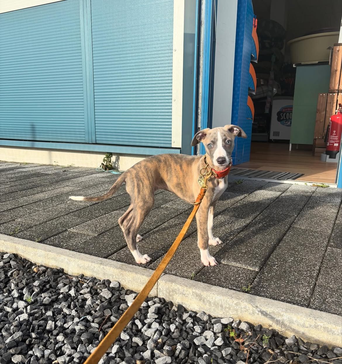 Whippet Puppy image 1
