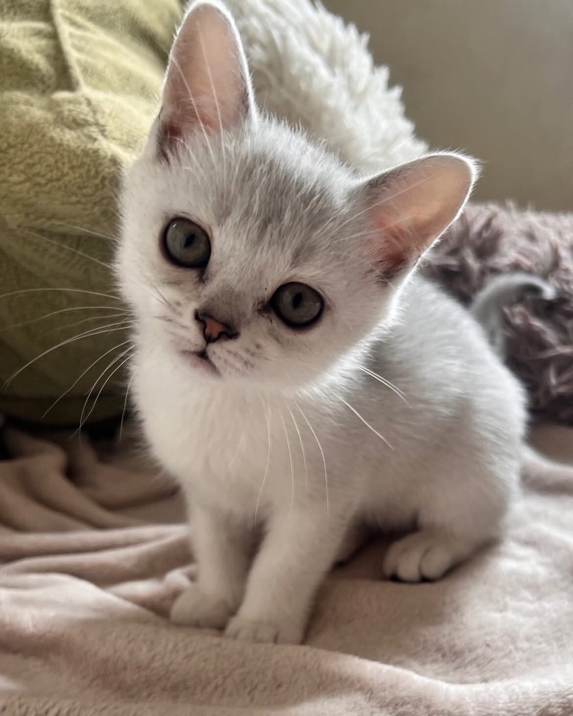 Burmilla Female Kitten image 1