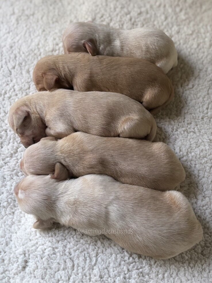 Miniature dachshund puppies image 2