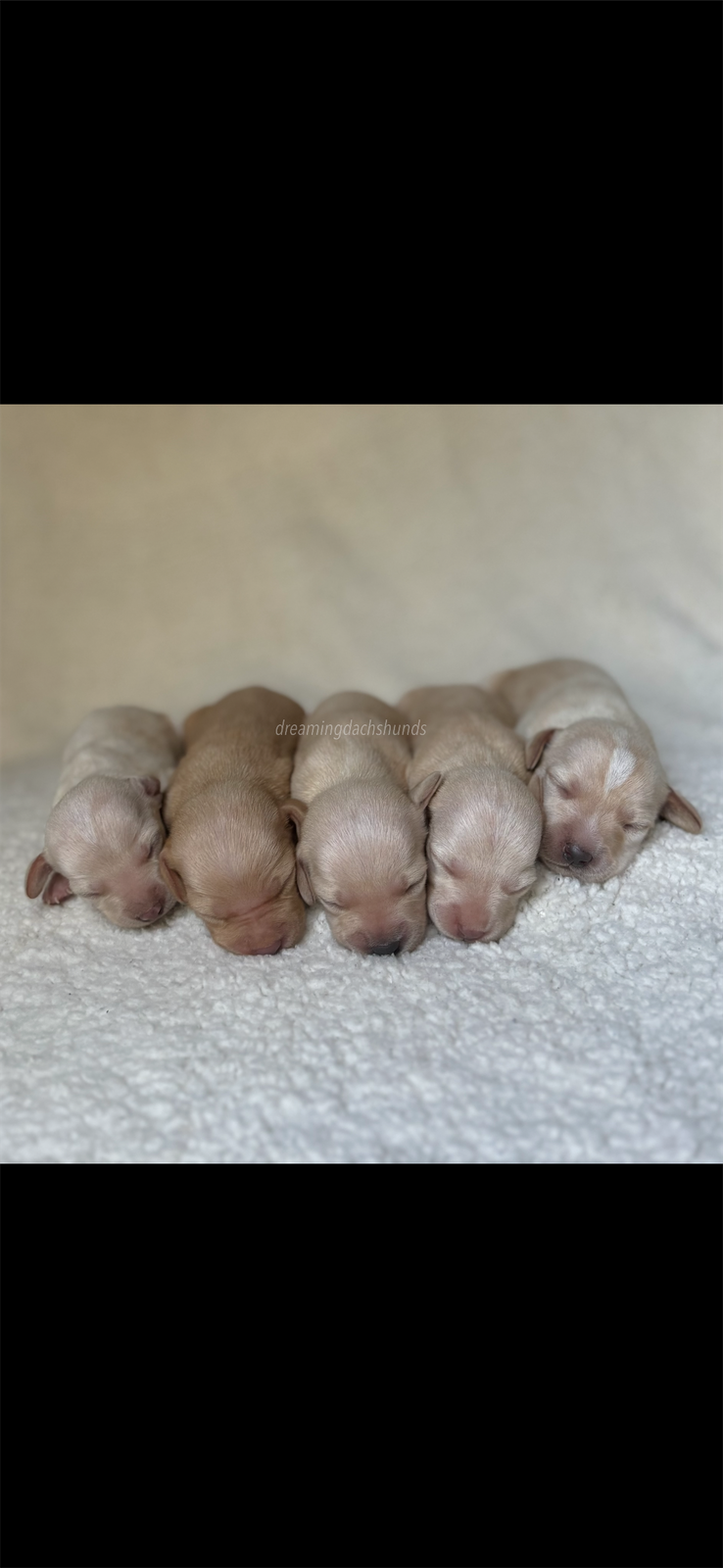 Miniature dachshund puppies image 1