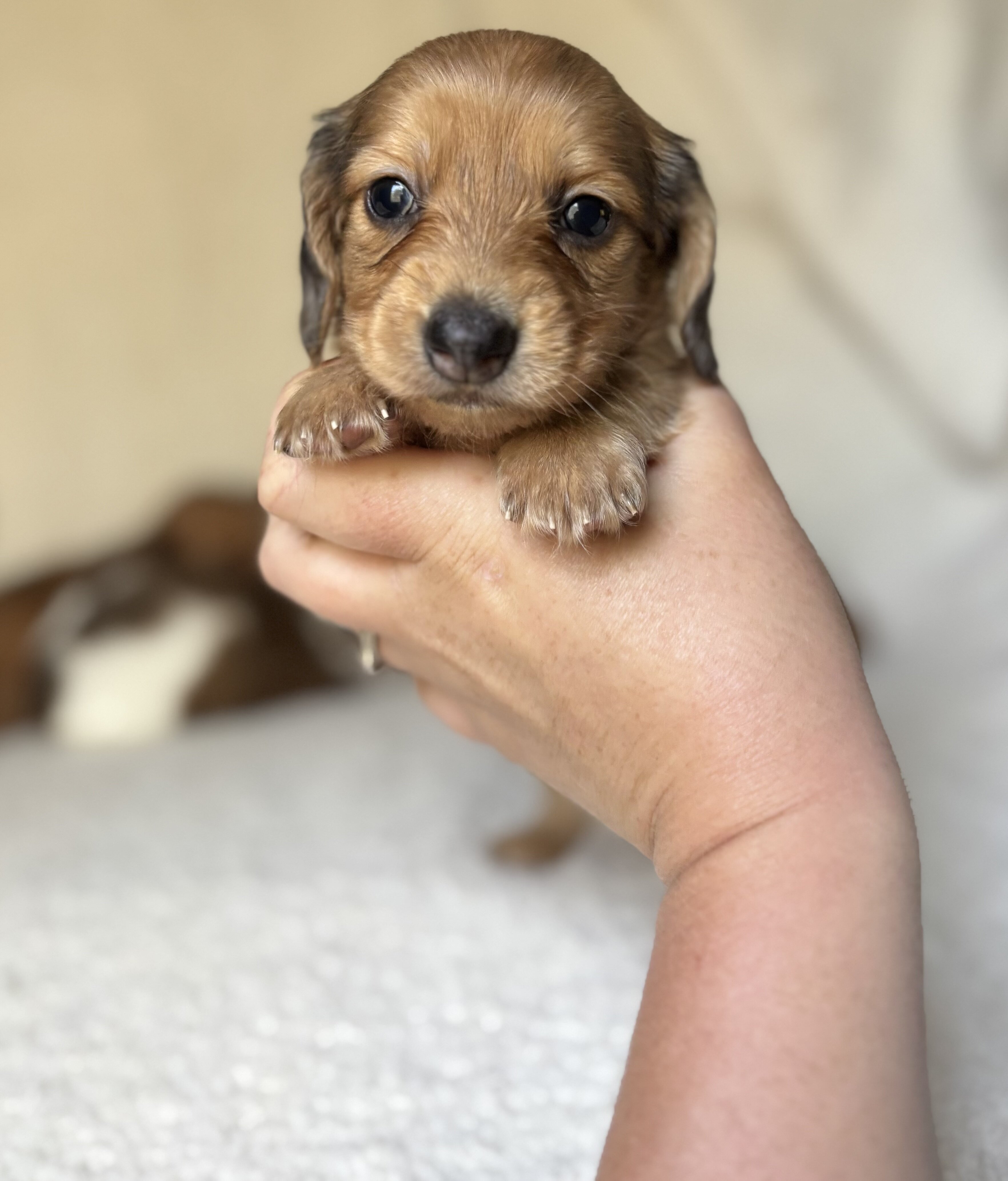 Miniature dachshund puppies image 4