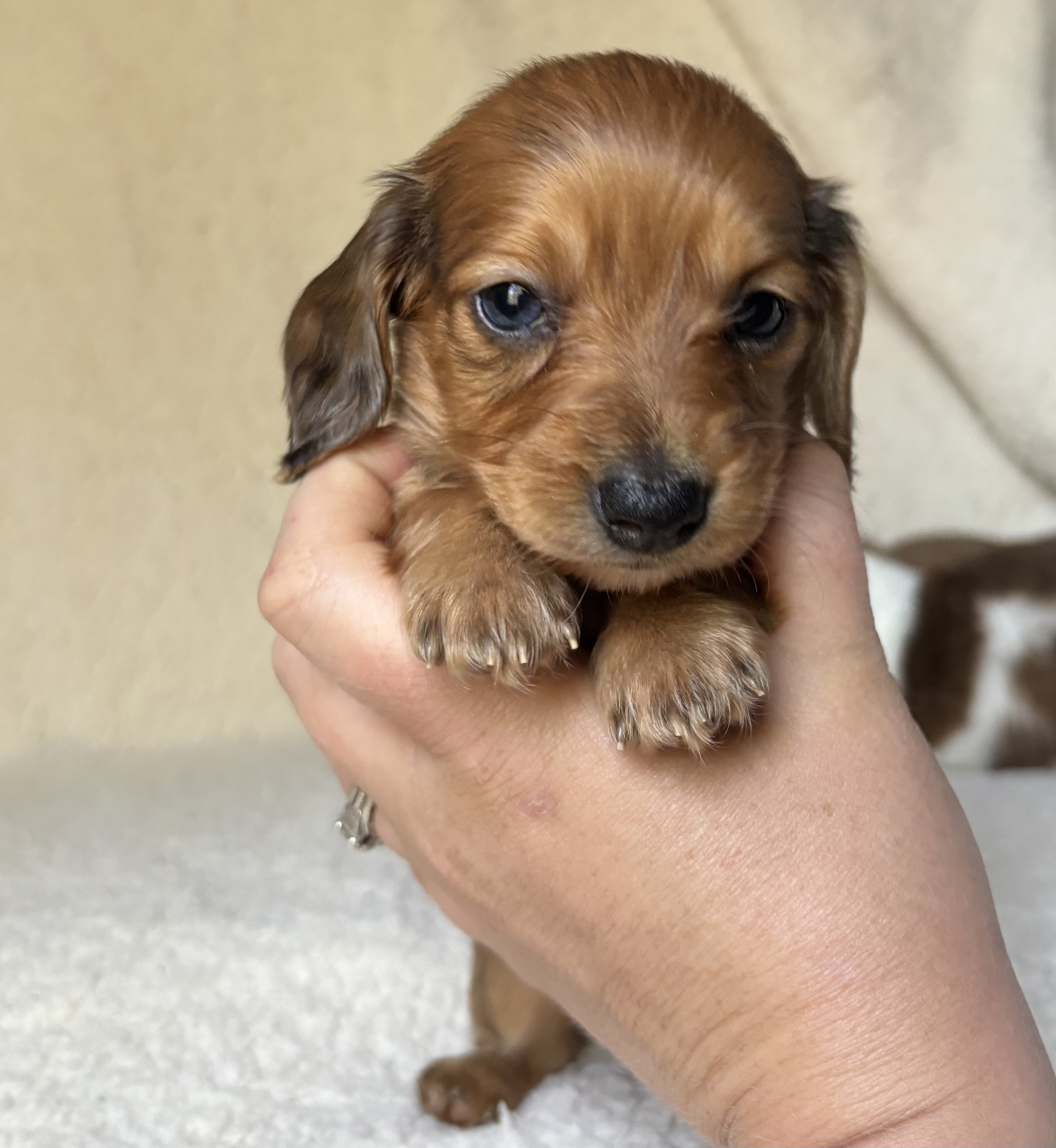 Miniature dachshund puppies image 3