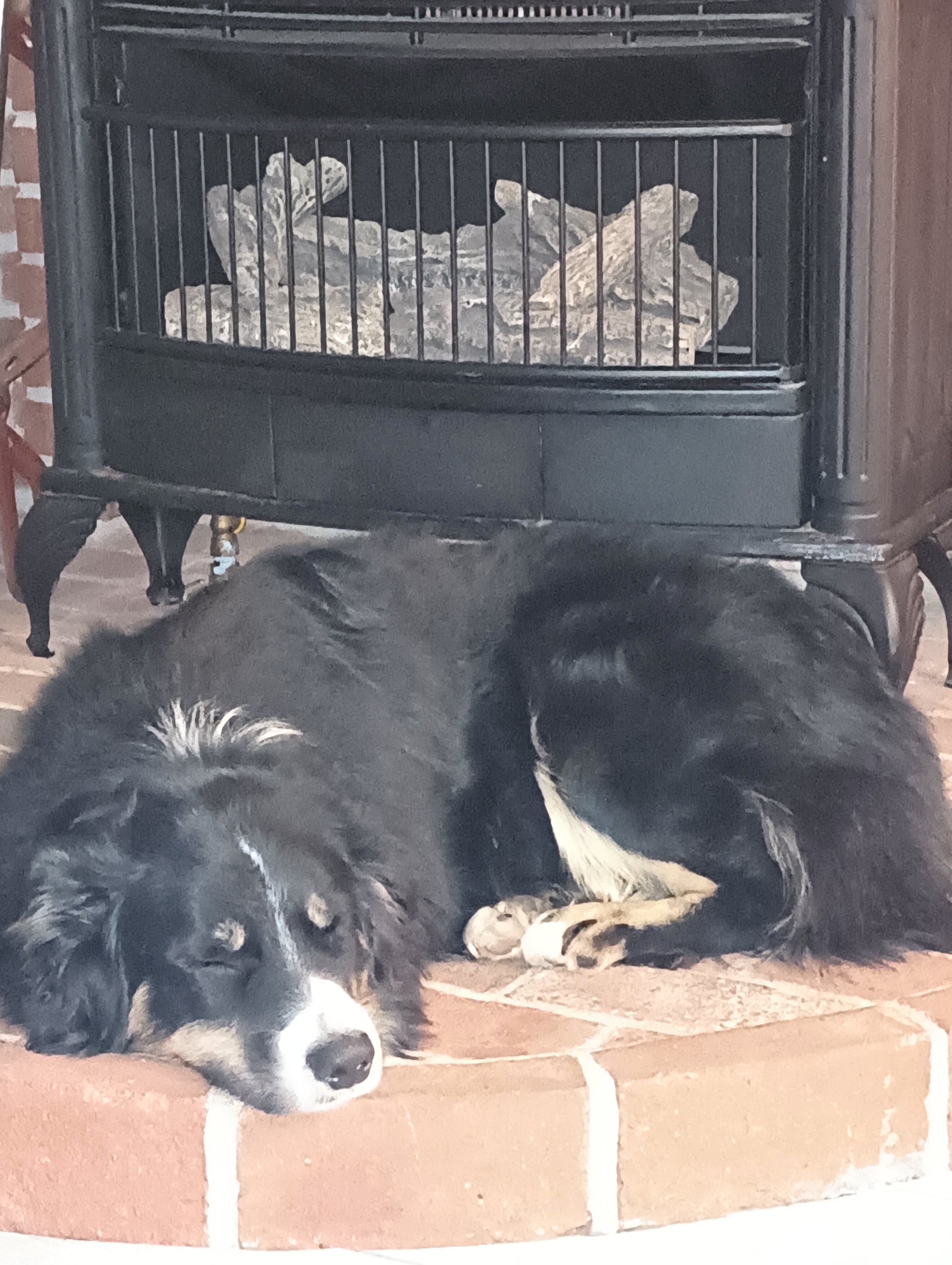 Australian shepherd image 7