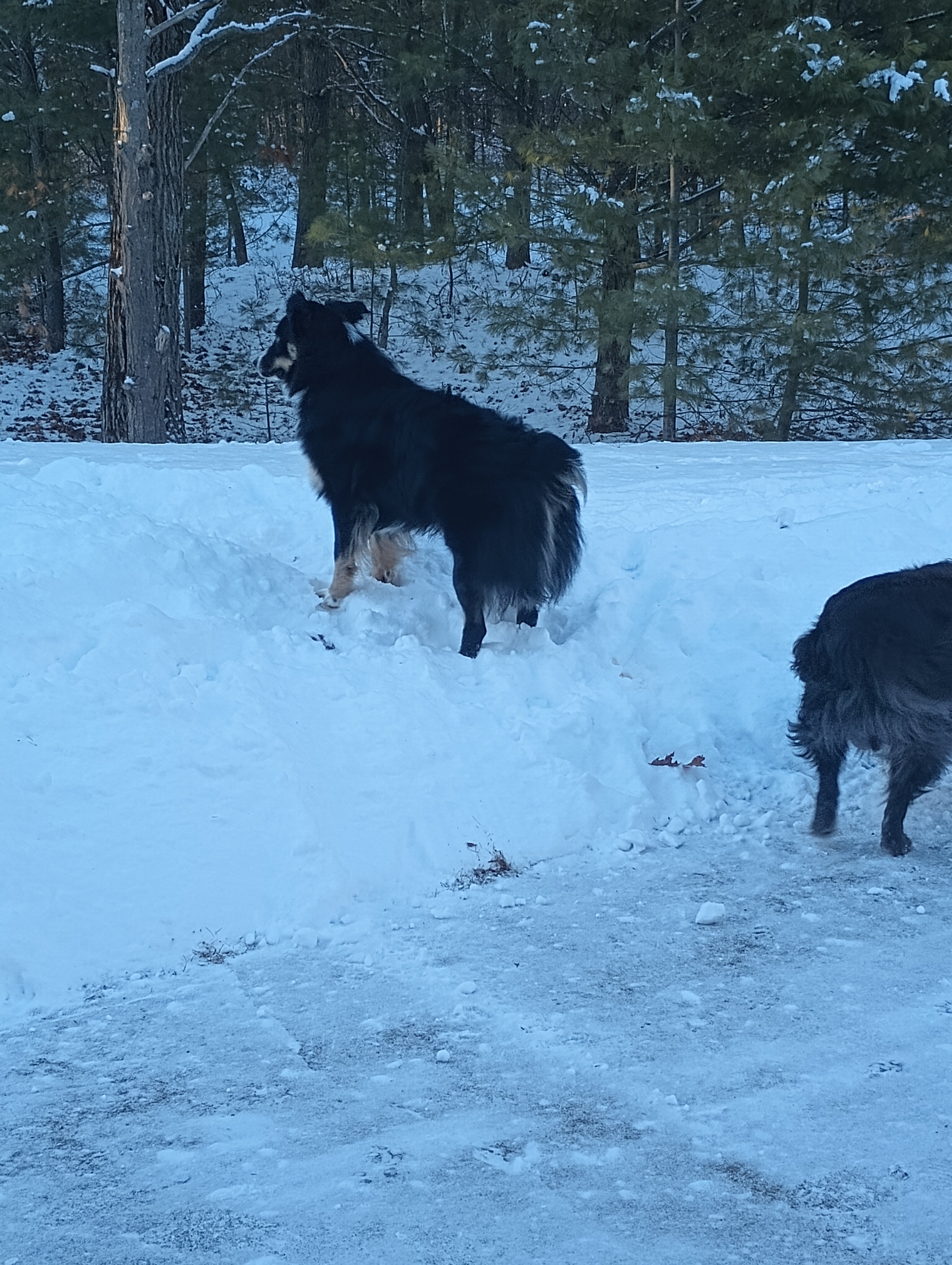 Australian shepherd image 6