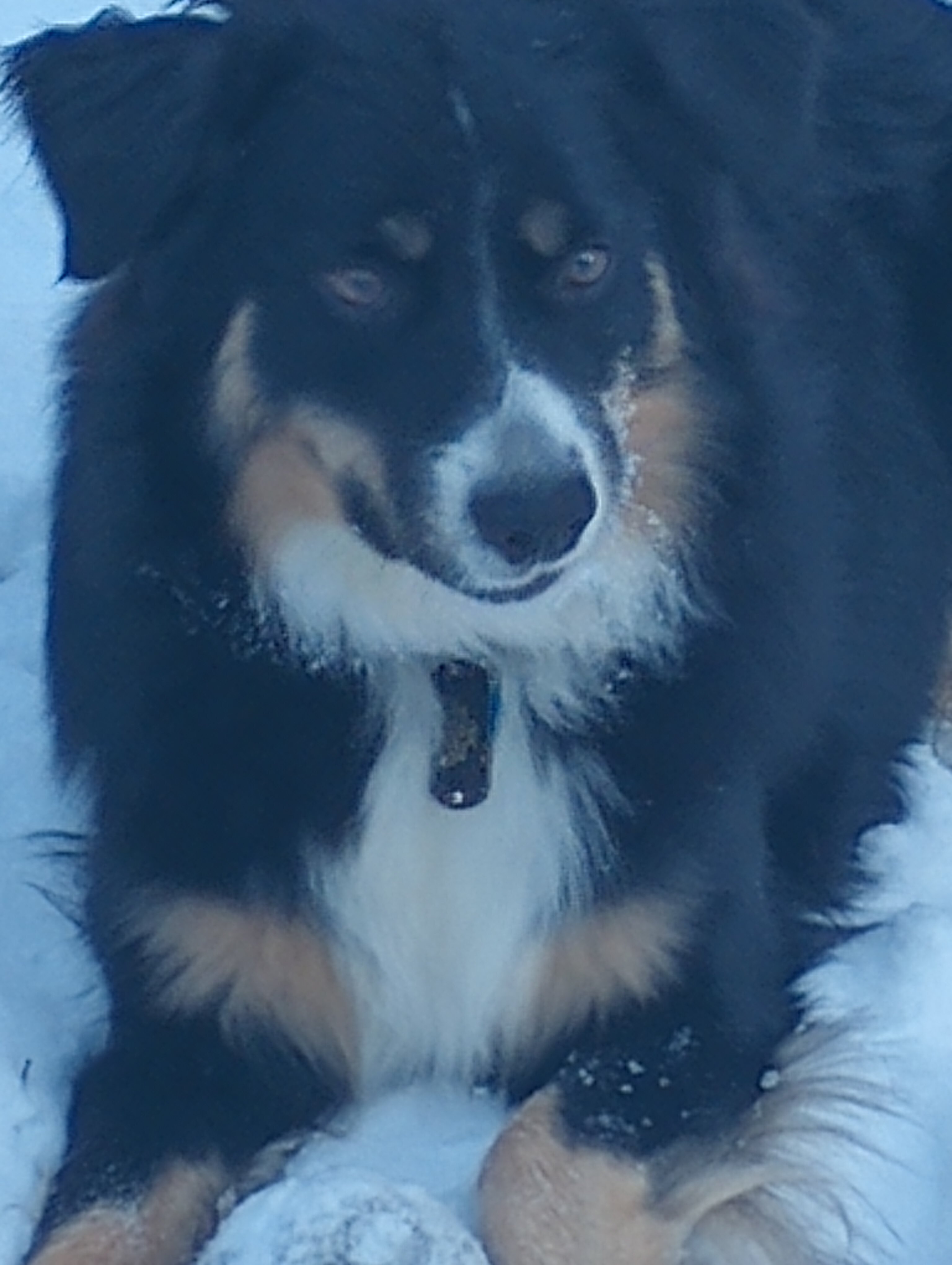 Australian shepherd image 5