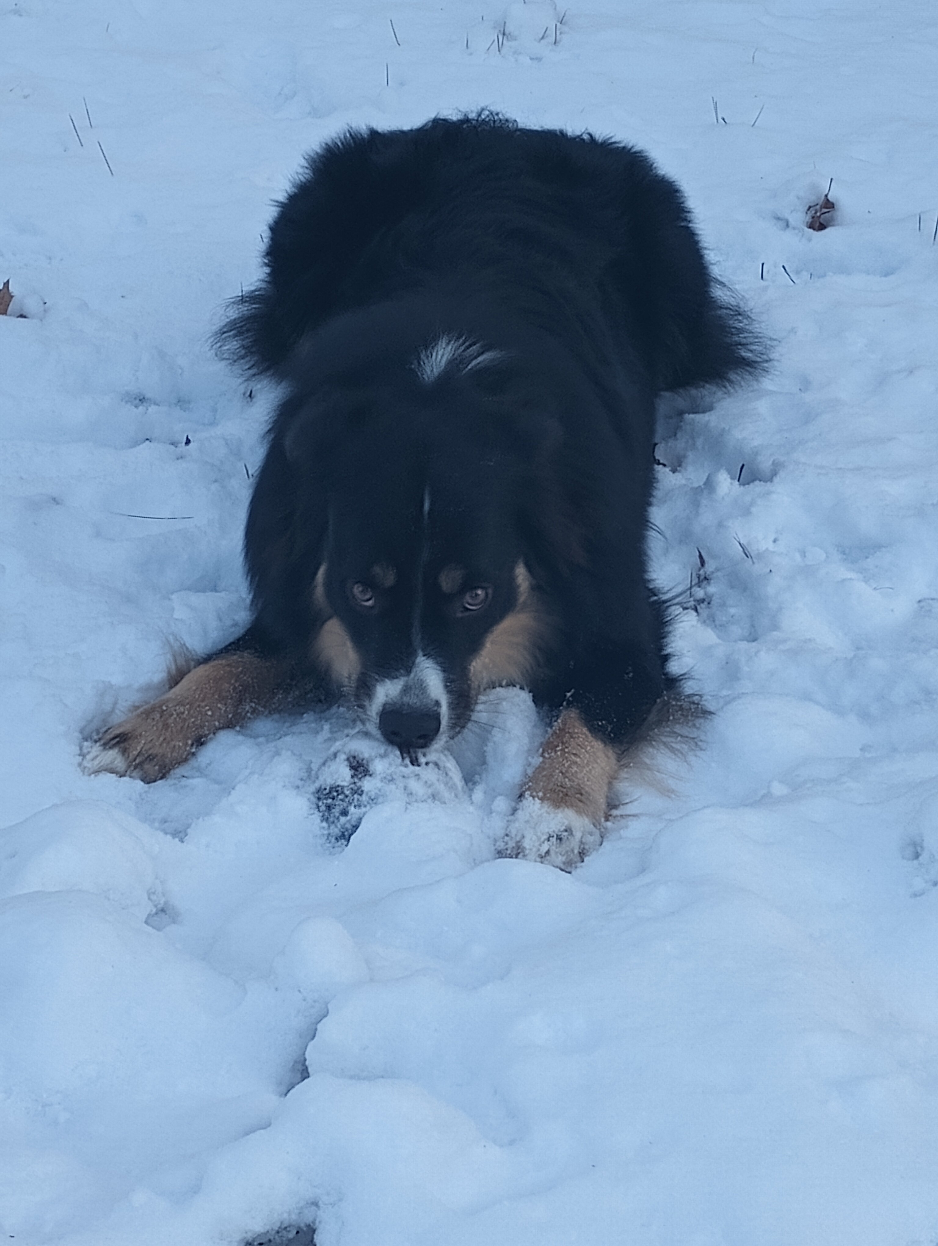 Australian shepherd image 4