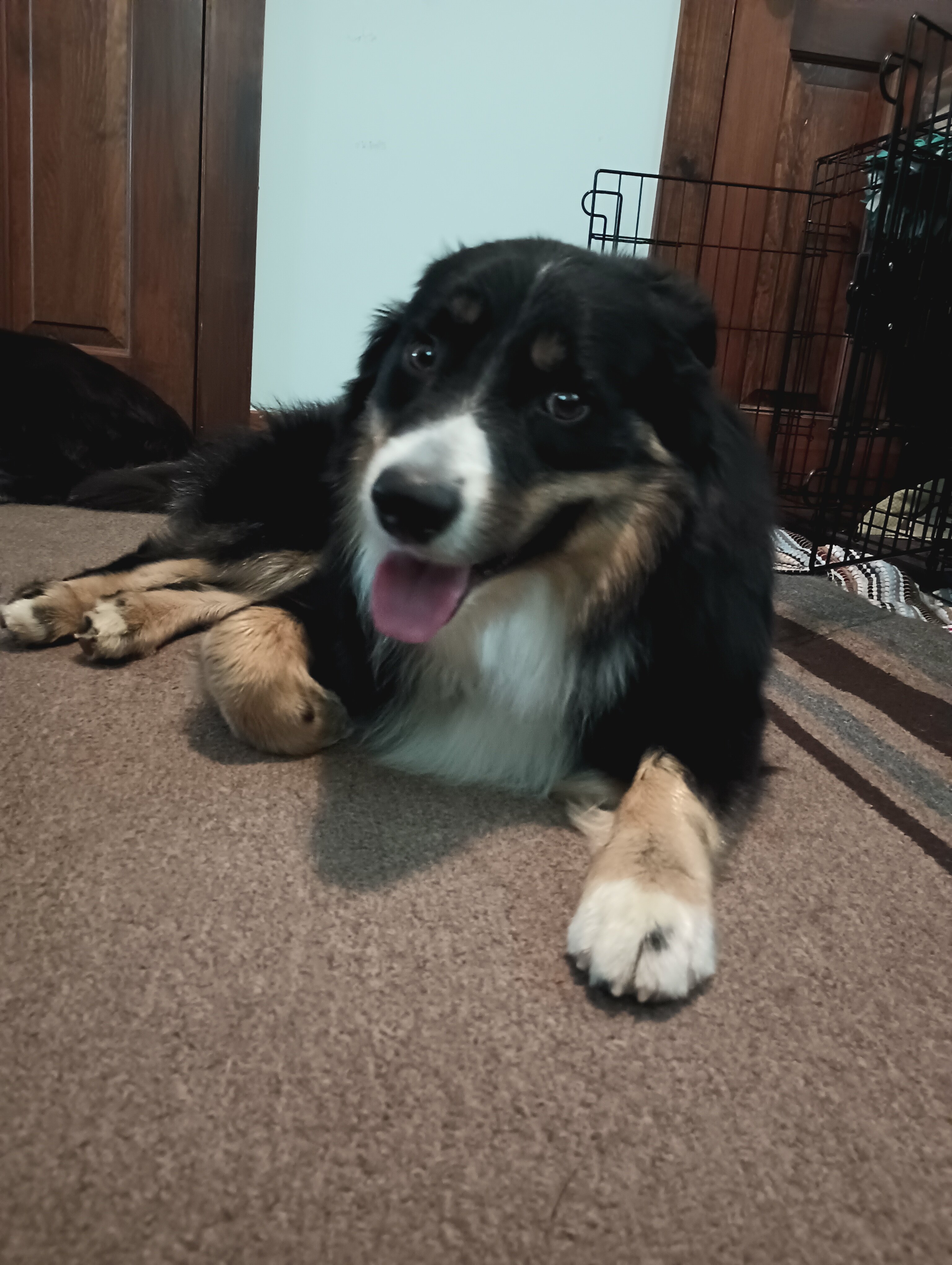 Australian shepherd image 2