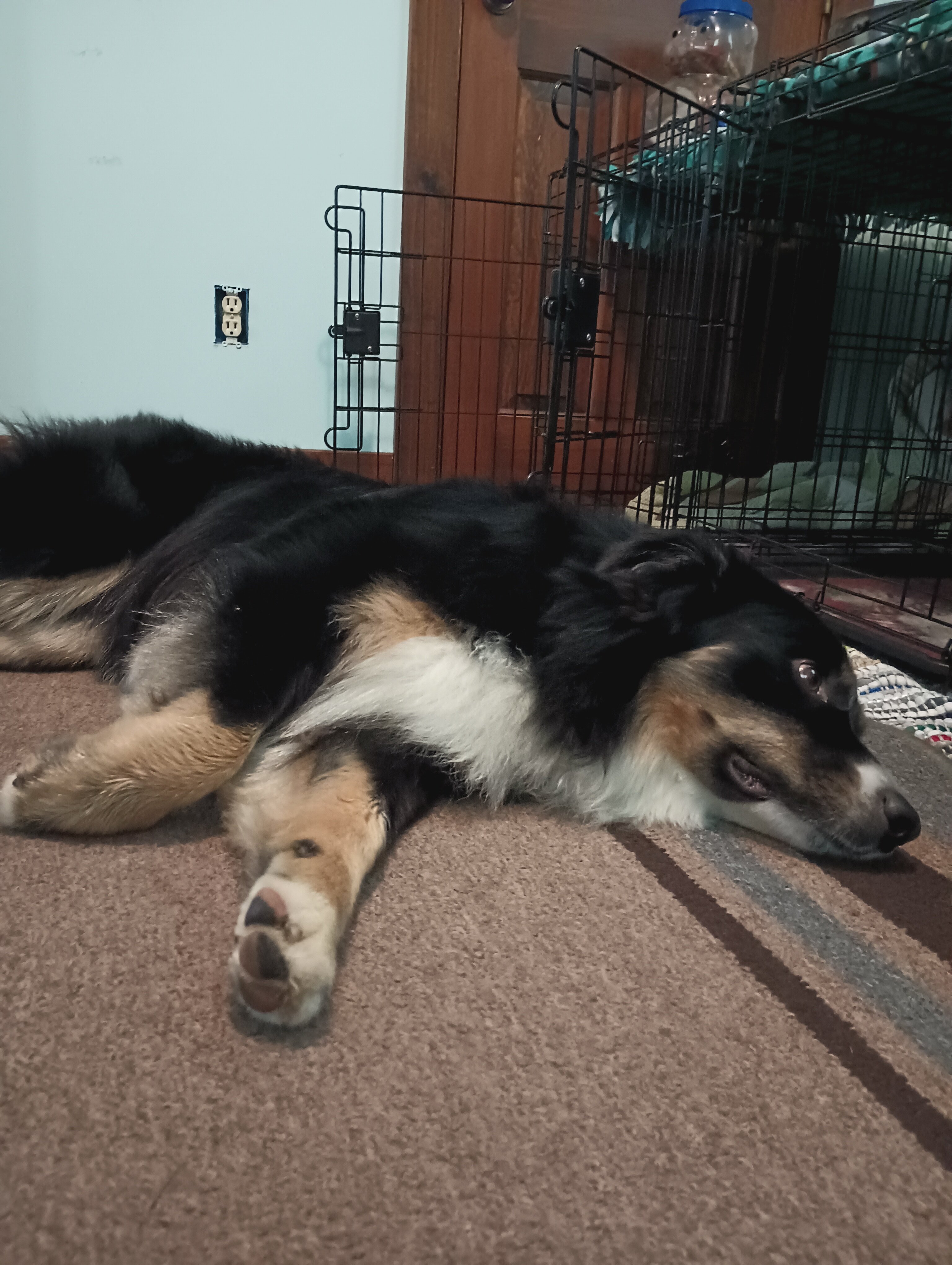 Australian shepherd image 3