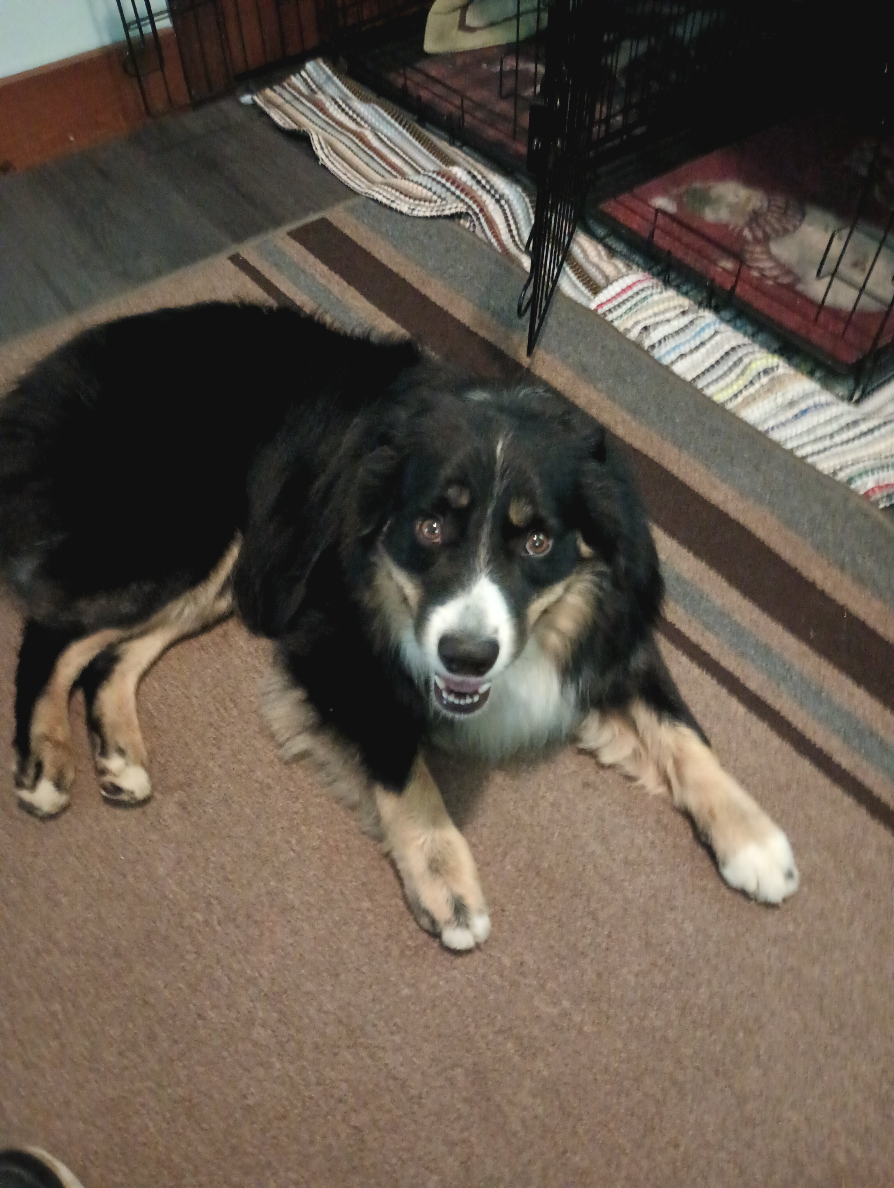Australian shepherd image 1