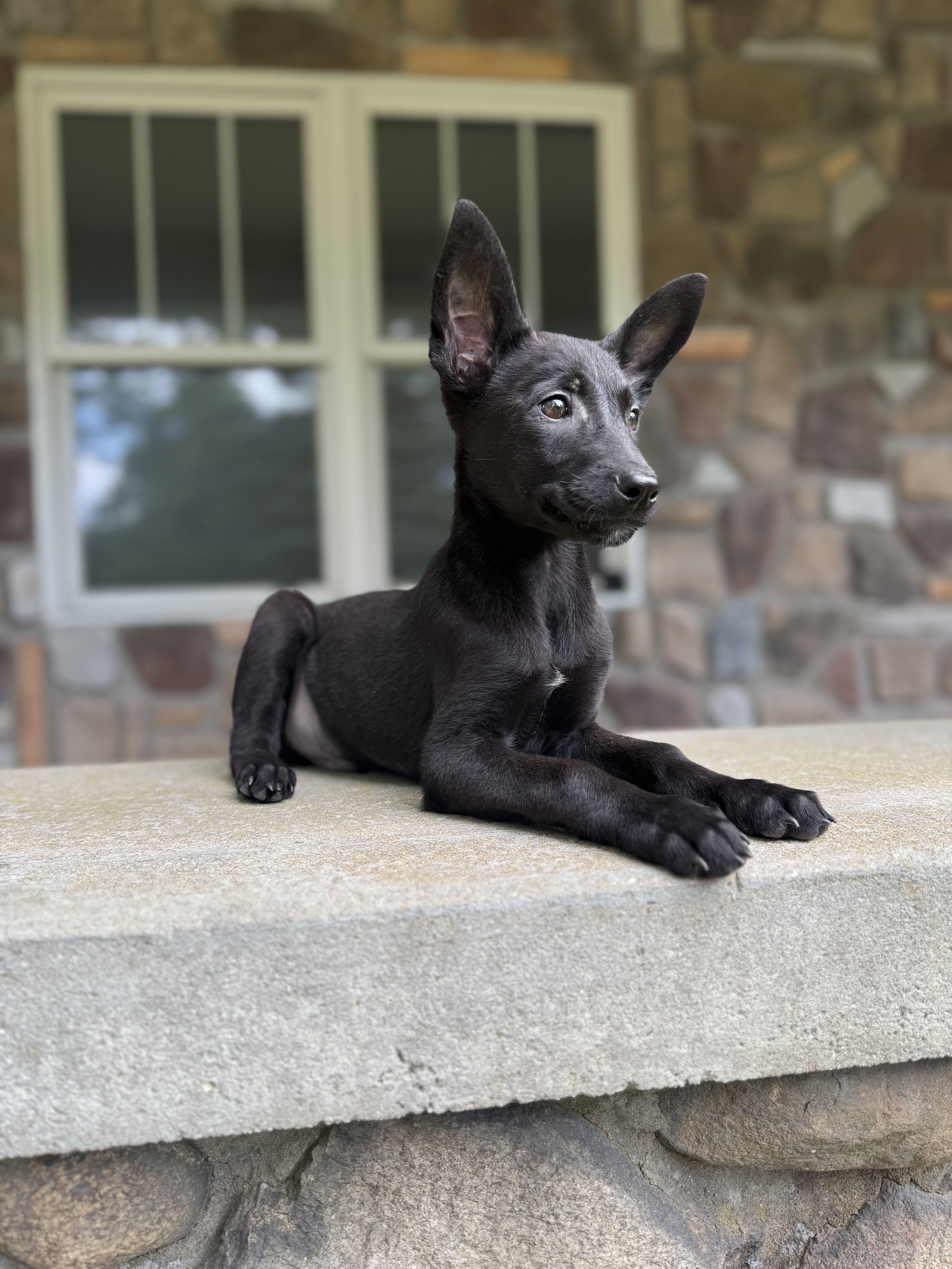 Black Belgian Malinois Puppy for sale-Chase image 3