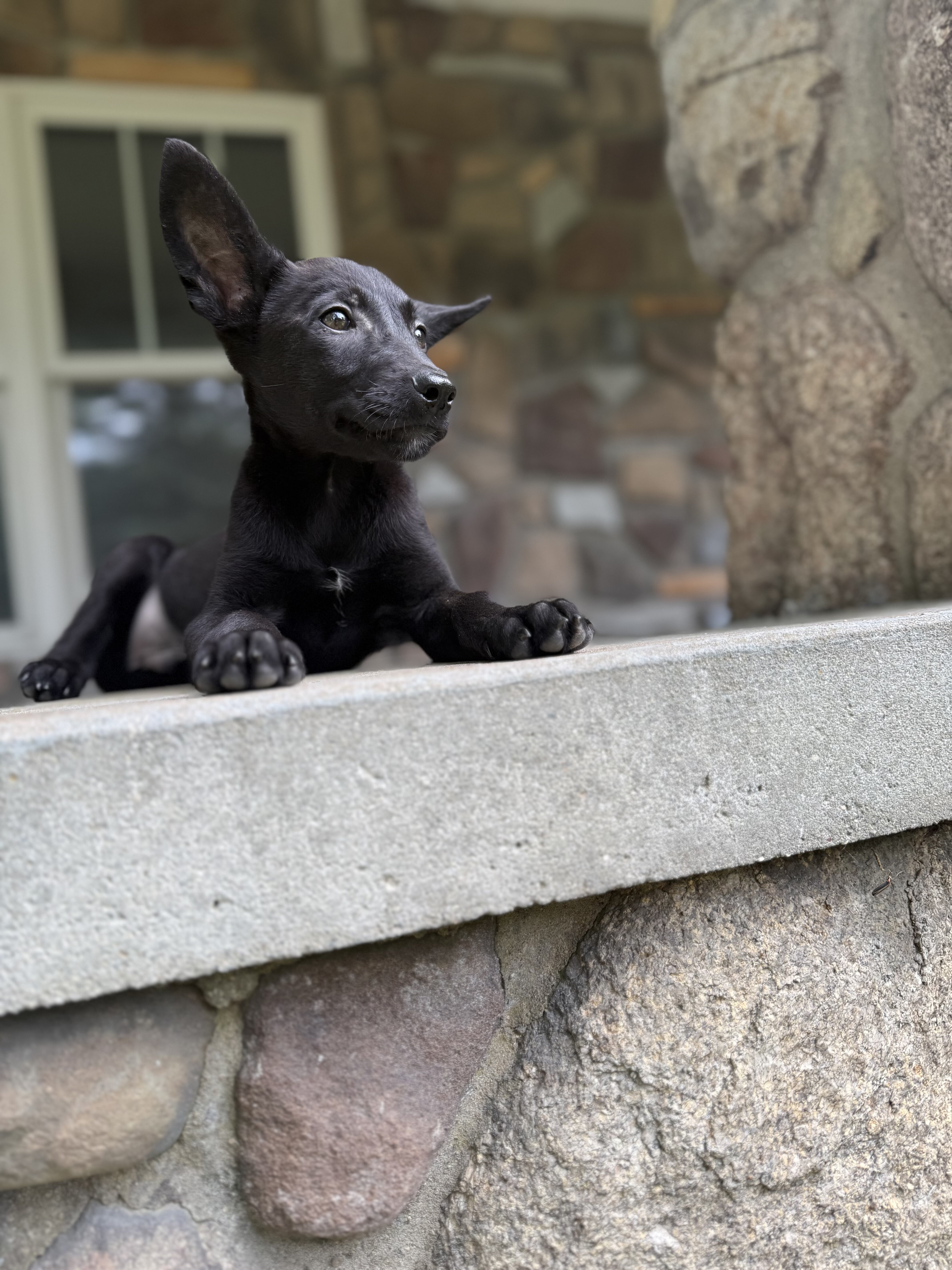 Black Belgian Malinois Puppy for sale-Chase image 2