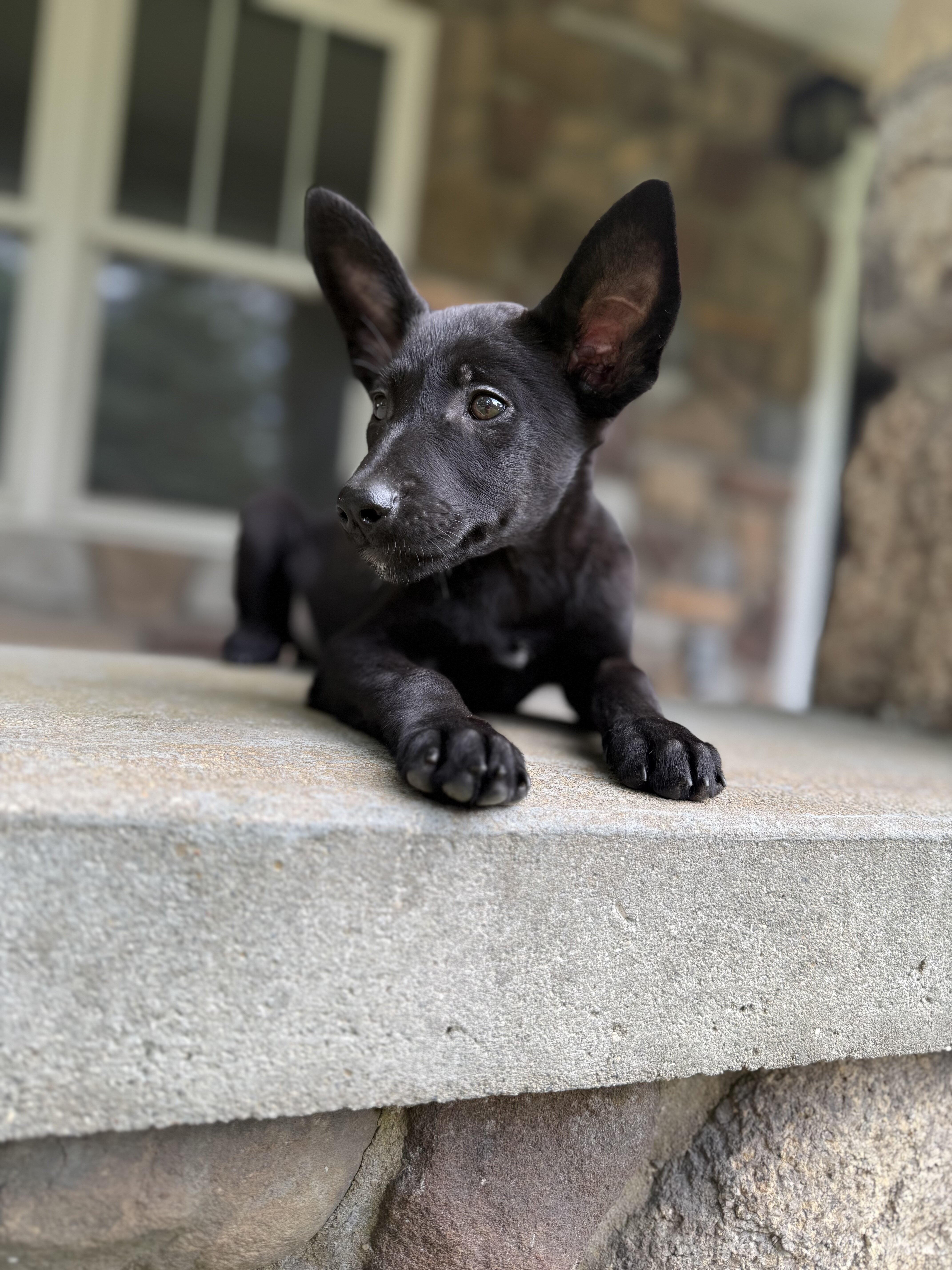 Black Belgian Malinois Puppy for sale-Chase image 1